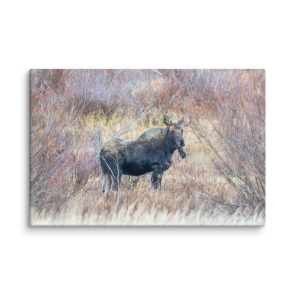 Moose Amidst Autumn Shrubs! Canvas