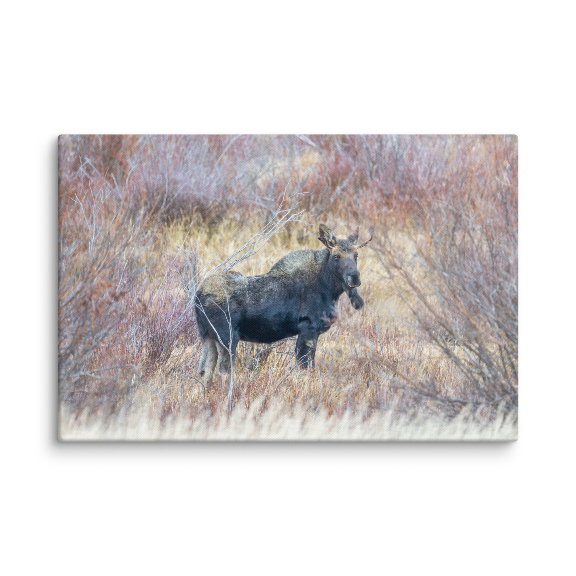 Moose Amidst Autumn Shrubs! Canvas