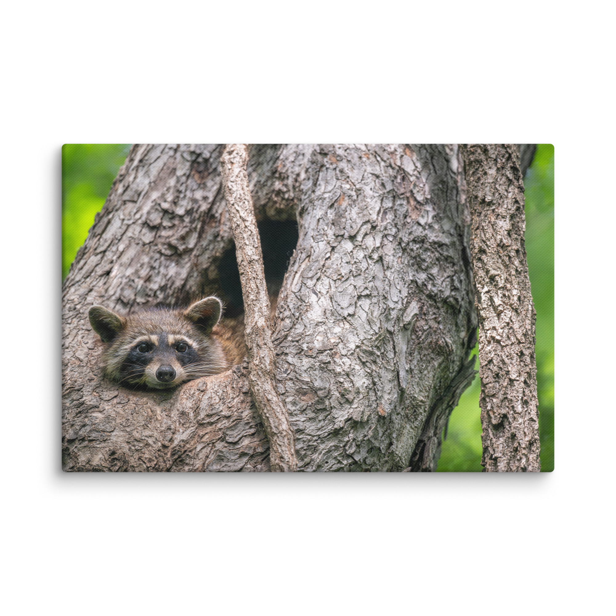Curious Mama Racoon guarding its den! Canvas