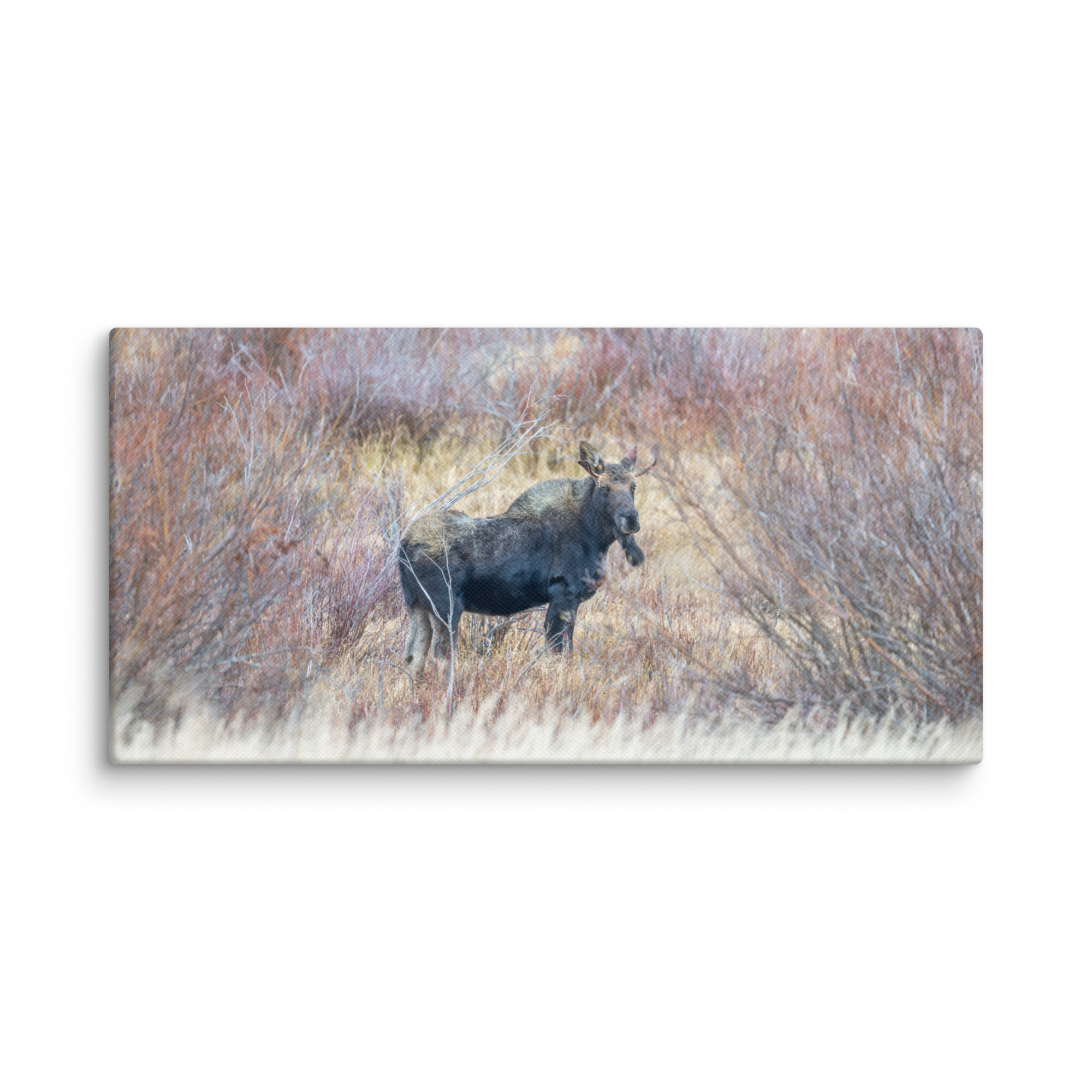 Moose Amidst Autumn Shrubs! Canvas - Image 4