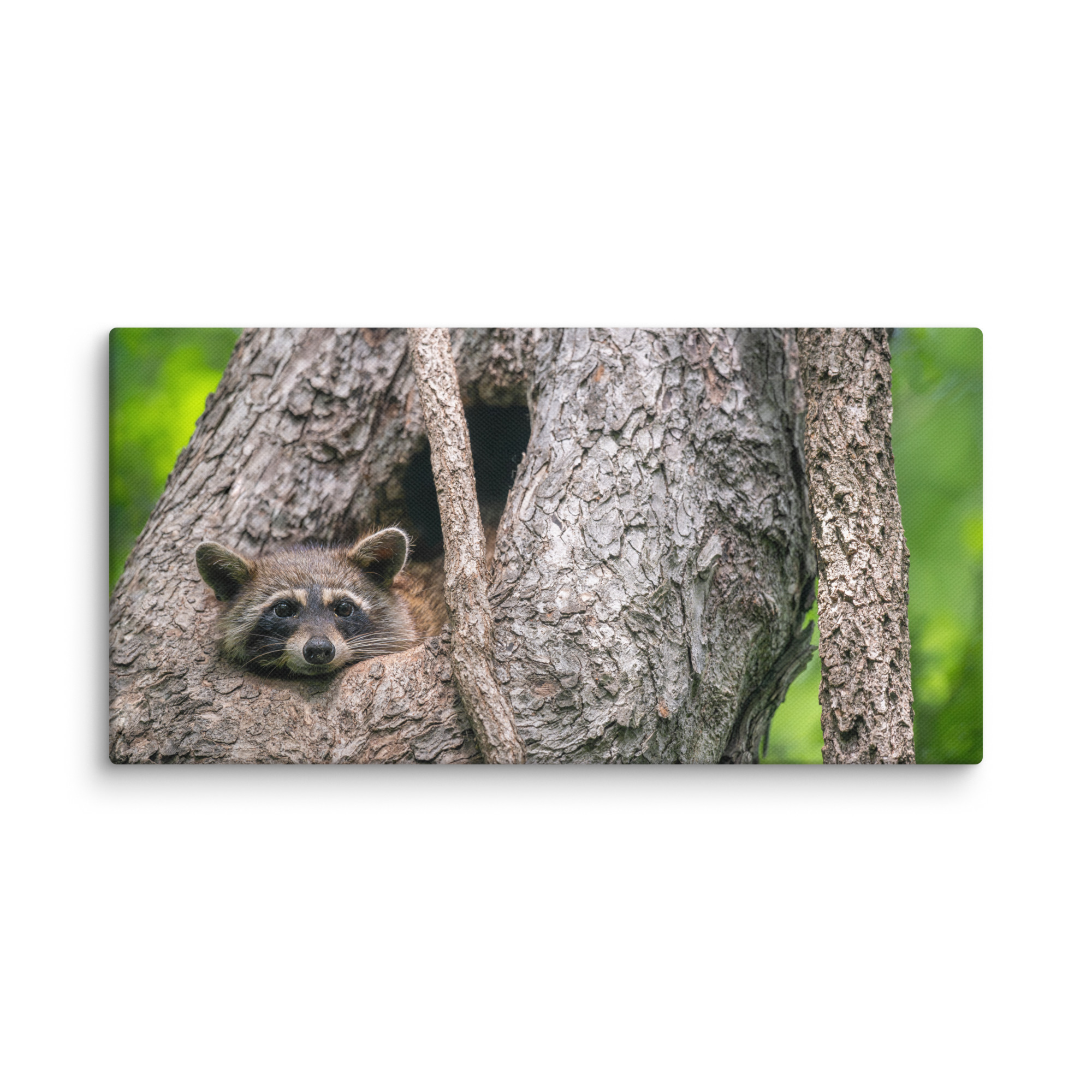 Curious Mama Racoon guarding its den! Canvas - Image 5