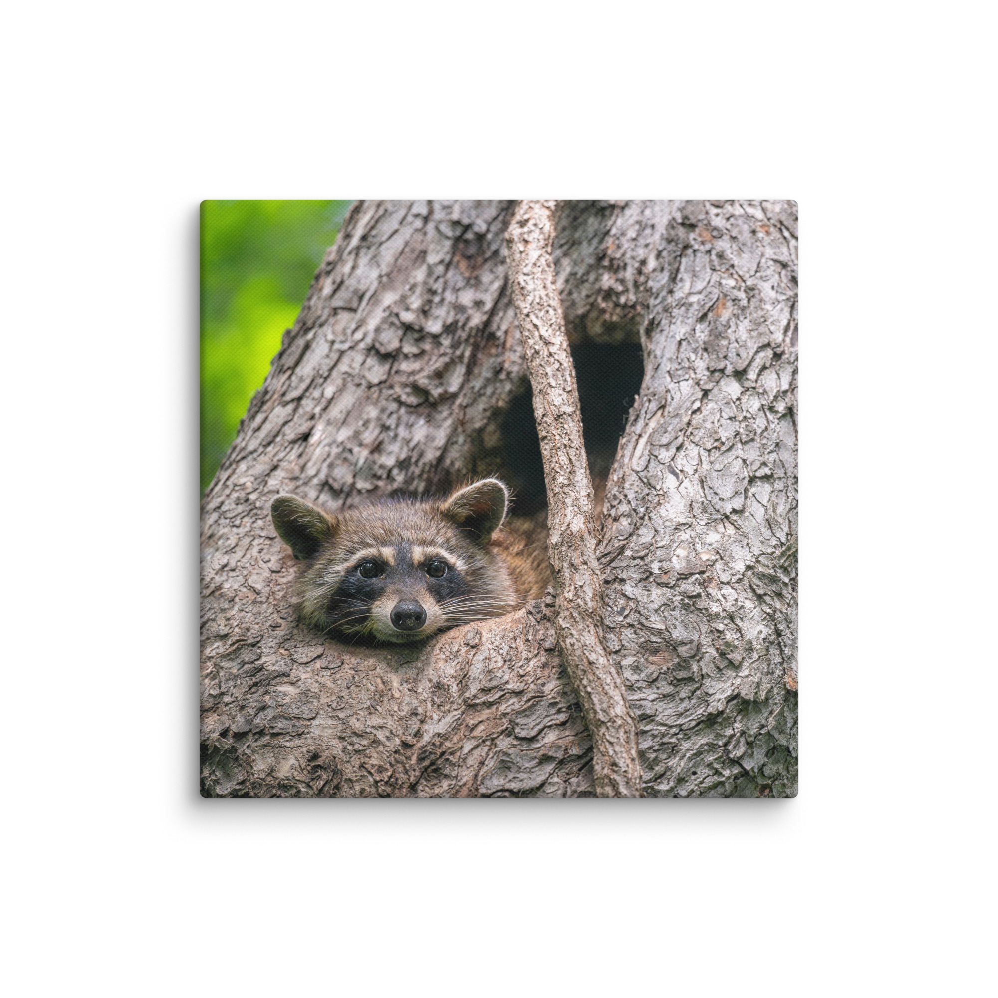 Curious Mama Racoon guarding its den! Canvas - Image 6