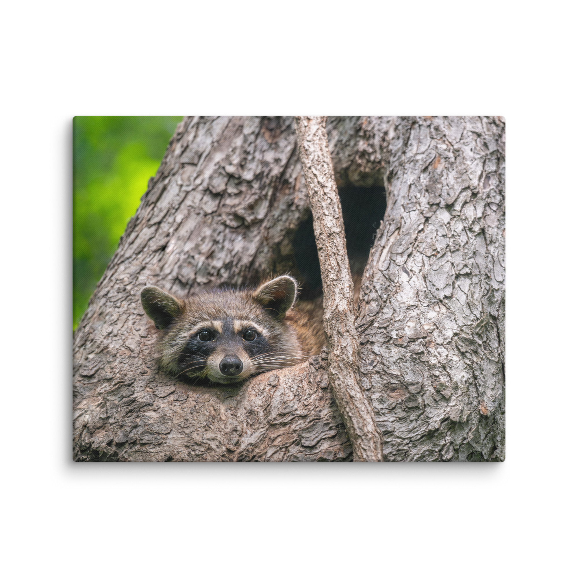 Curious Mama Racoon guarding its den! Canvas - Image 24
