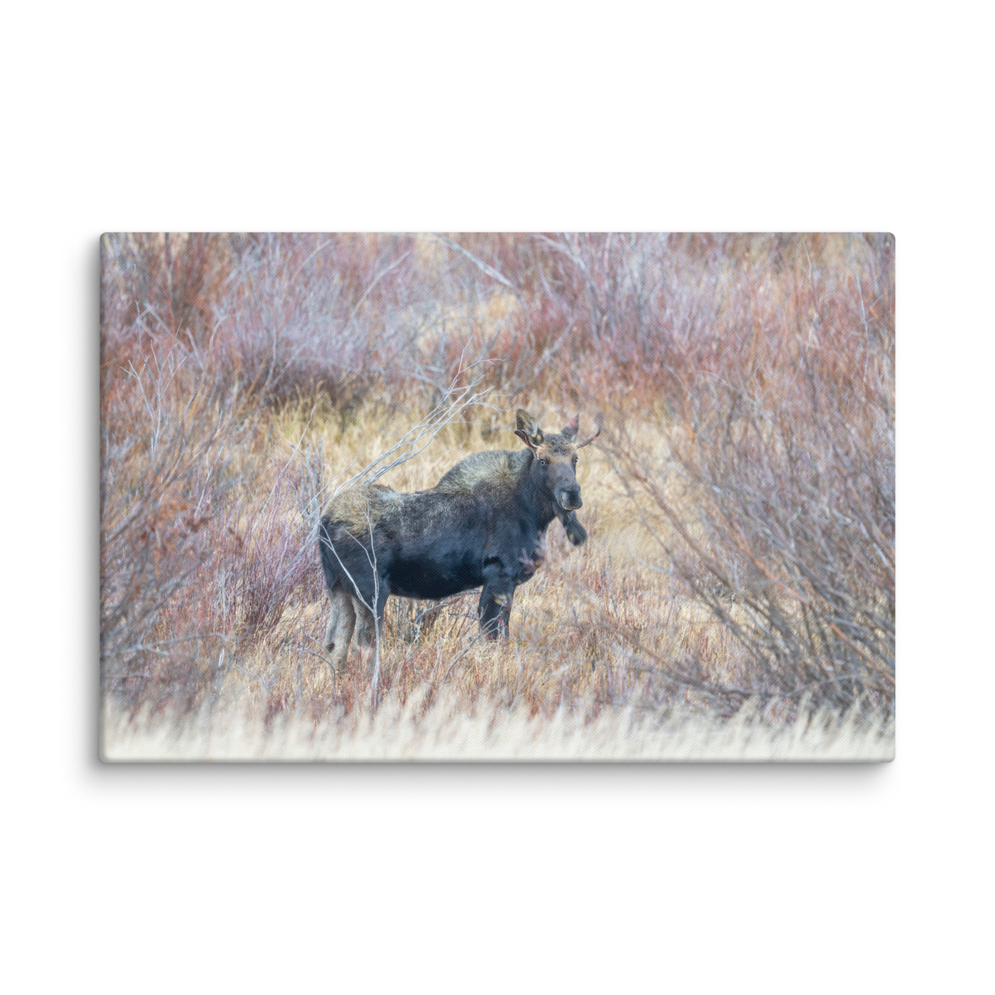 Moose Amidst Autumn Shrubs! Canvas - Image 6