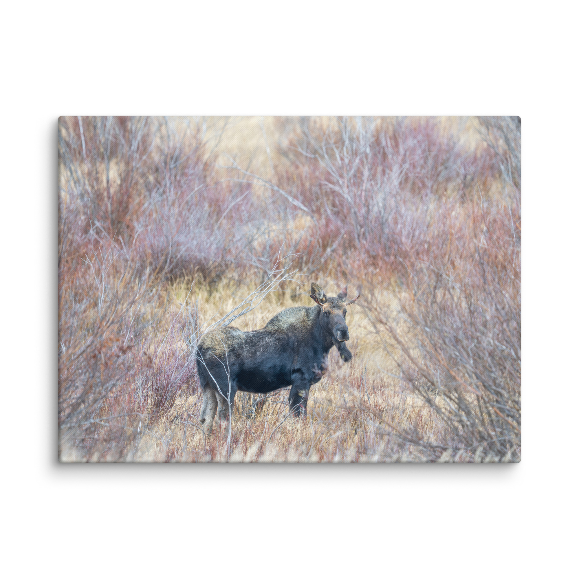 Moose Amidst Autumn Shrubs! Canvas - Image 16