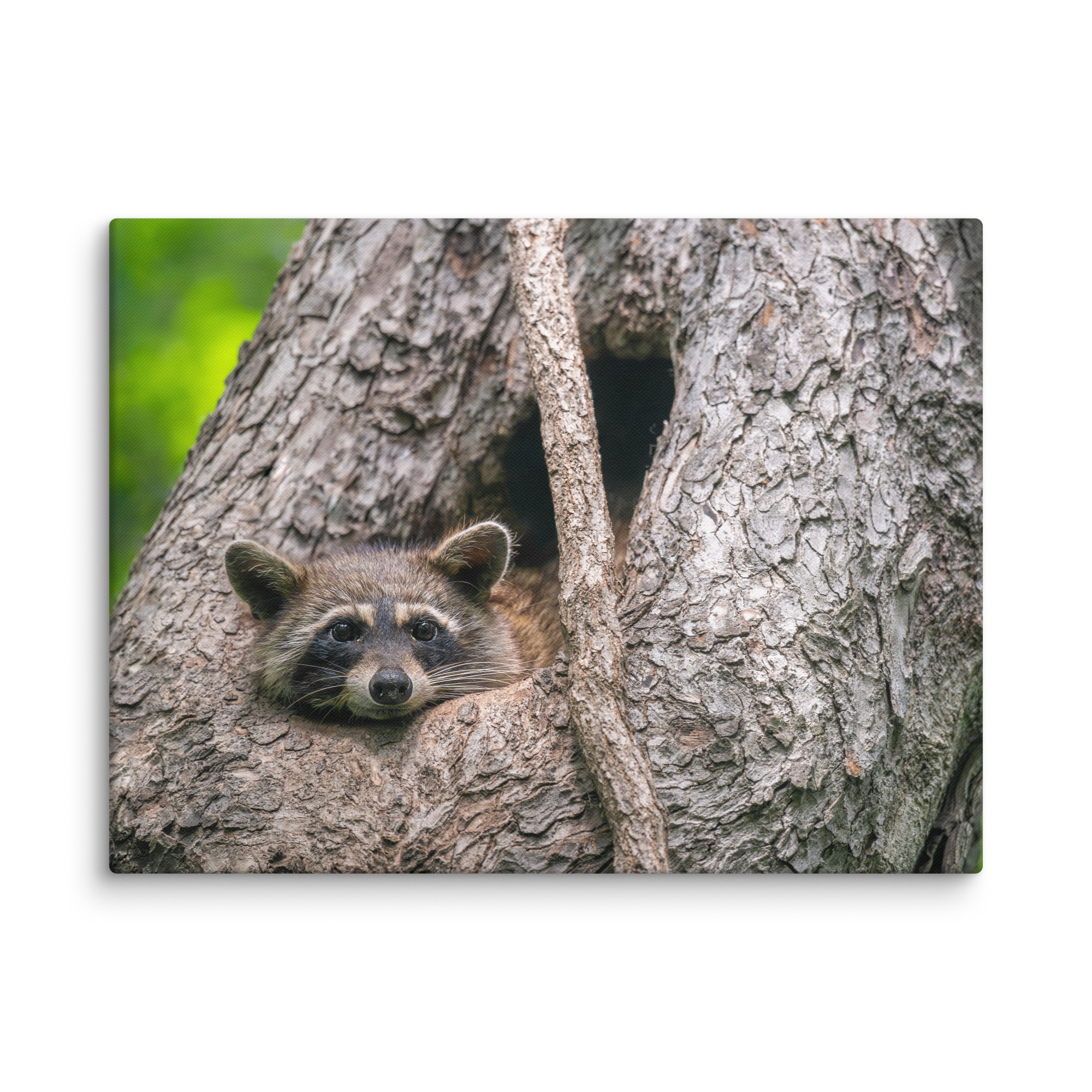 Curious Mama Racoon guarding its den! Canvas - Image 25