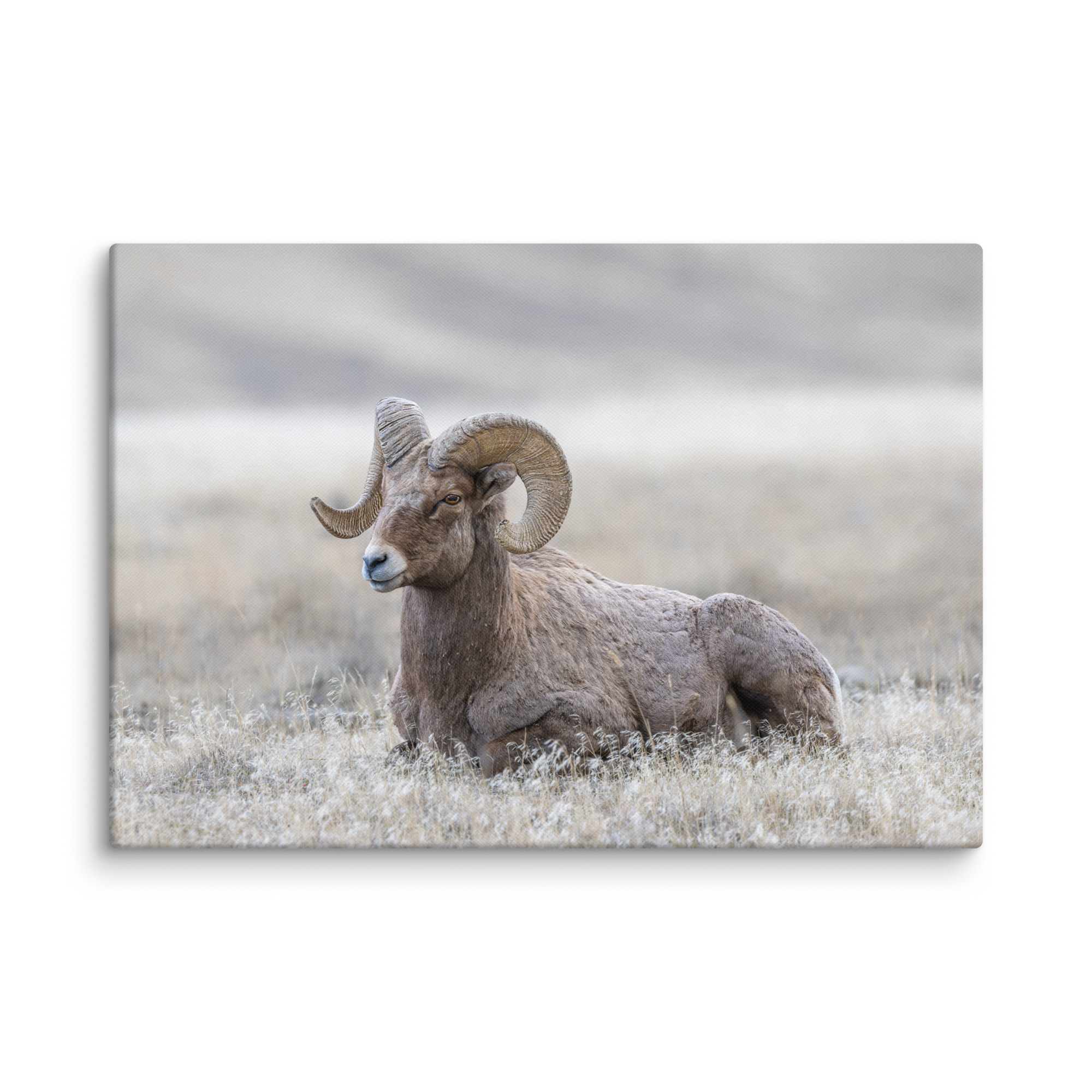 Relaxing Ram Big Horn Sheep! Canvas - Image 7
