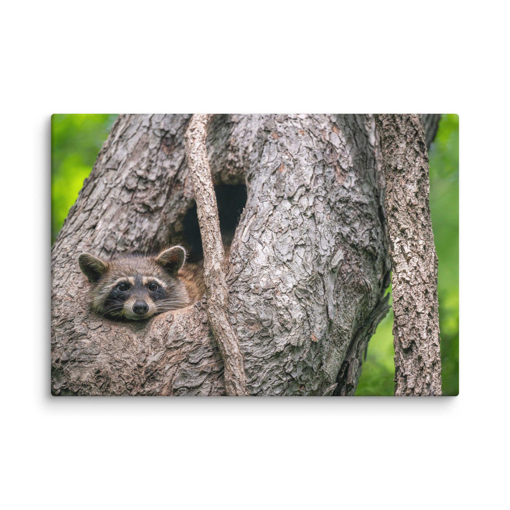 Curious Mama Racoon guarding its den! Canvas - Image 8