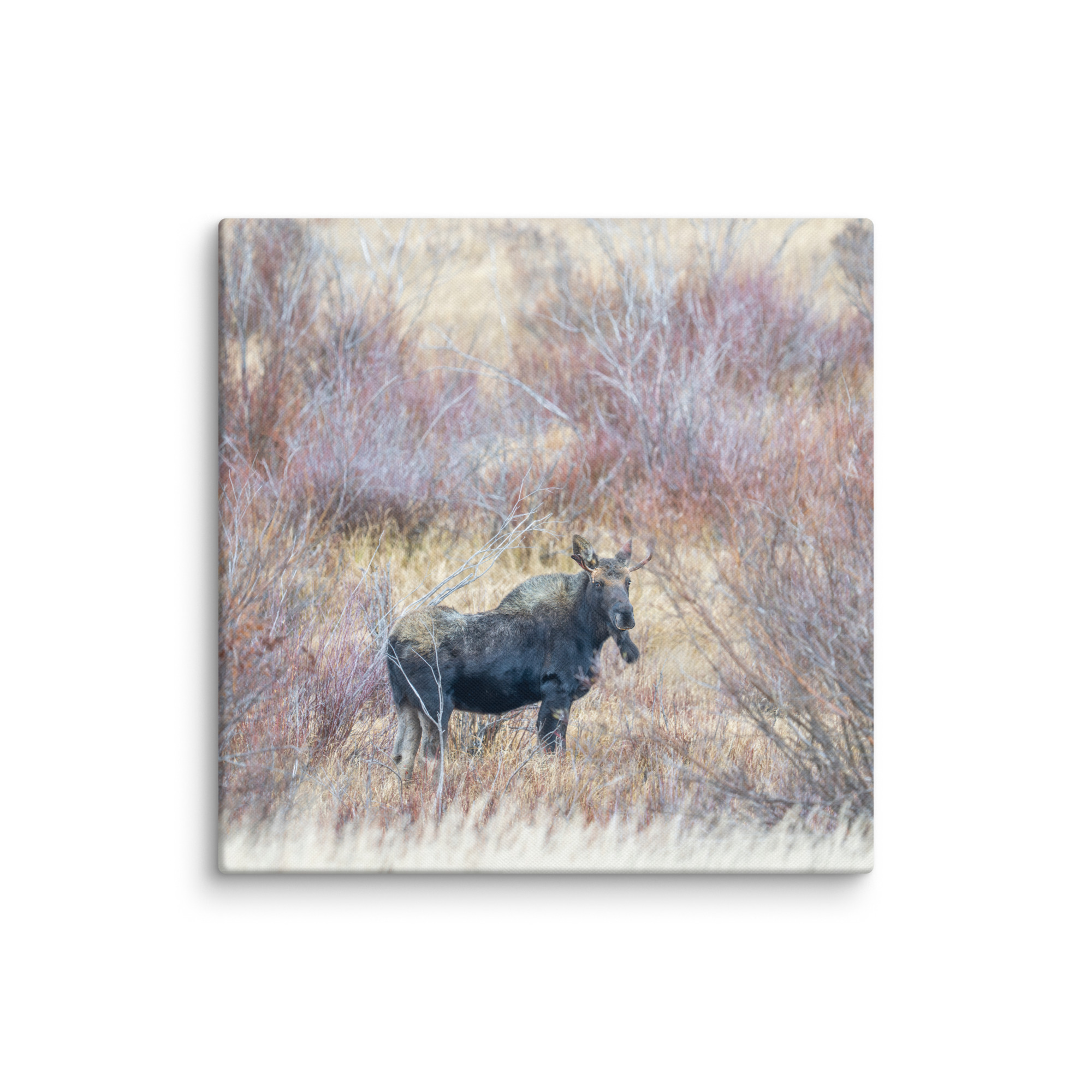 Moose Amidst Autumn Shrubs! Canvas - Image 7