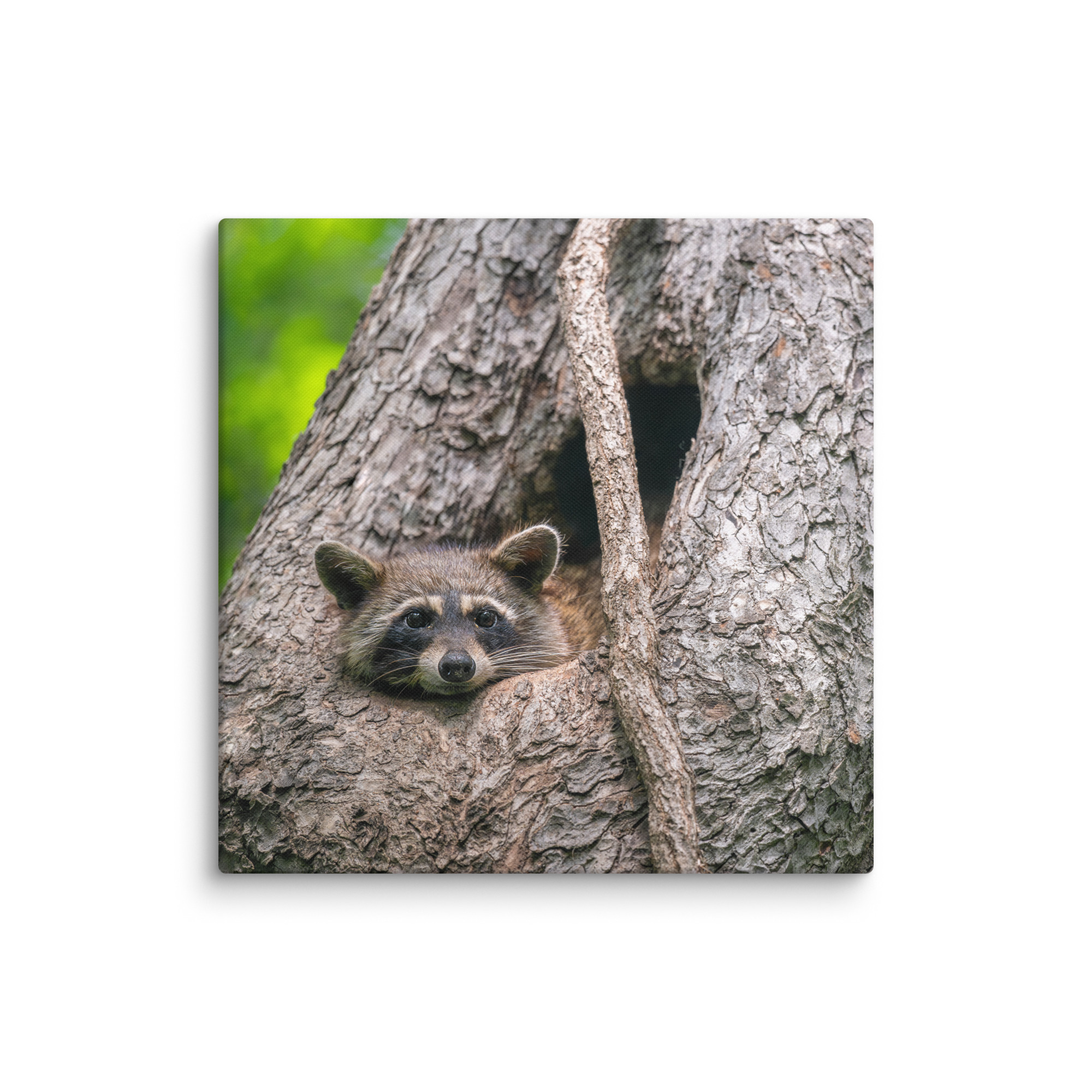 Curious Mama Racoon guarding its den! Canvas - Image 9
