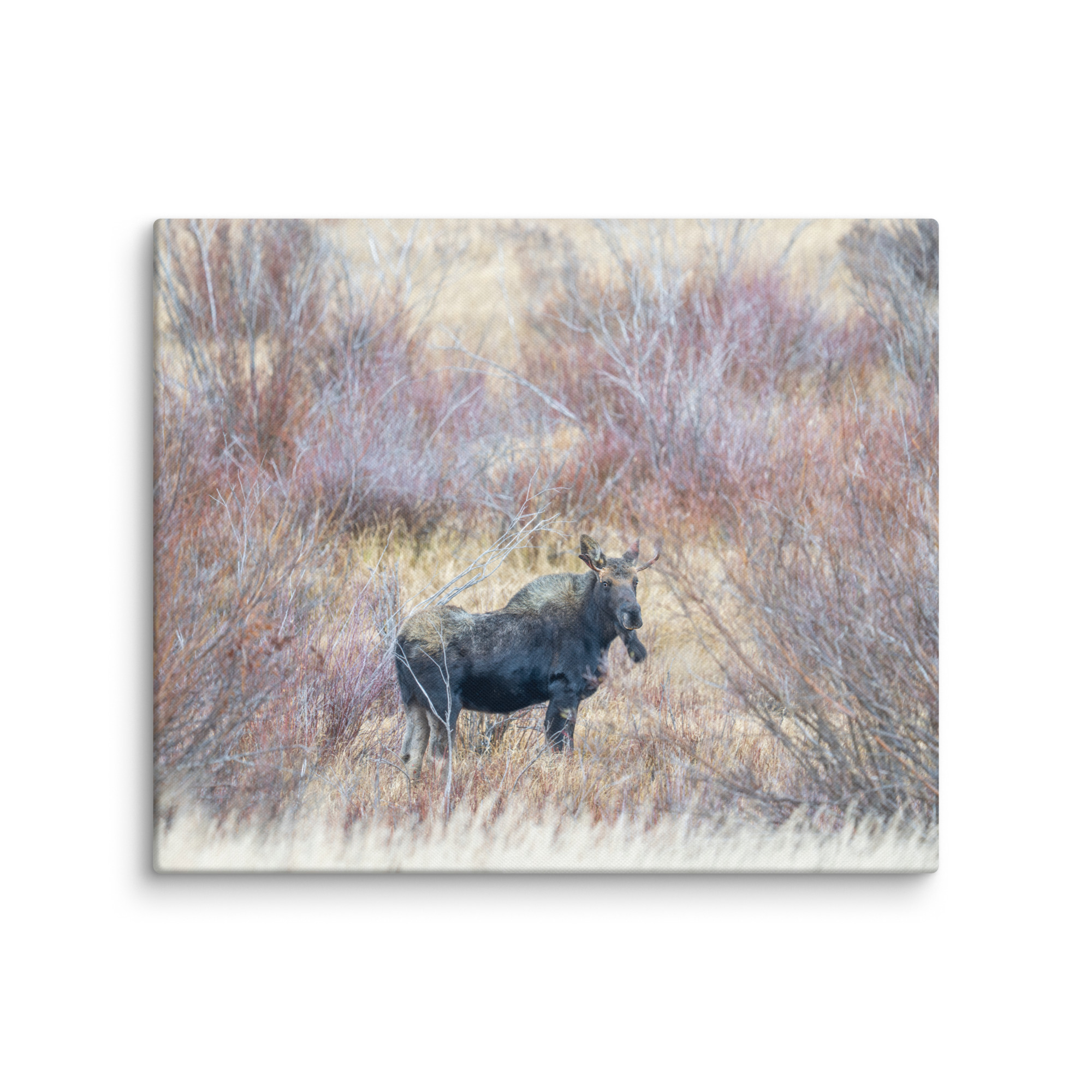 Moose Amidst Autumn Shrubs! Canvas - Image 8