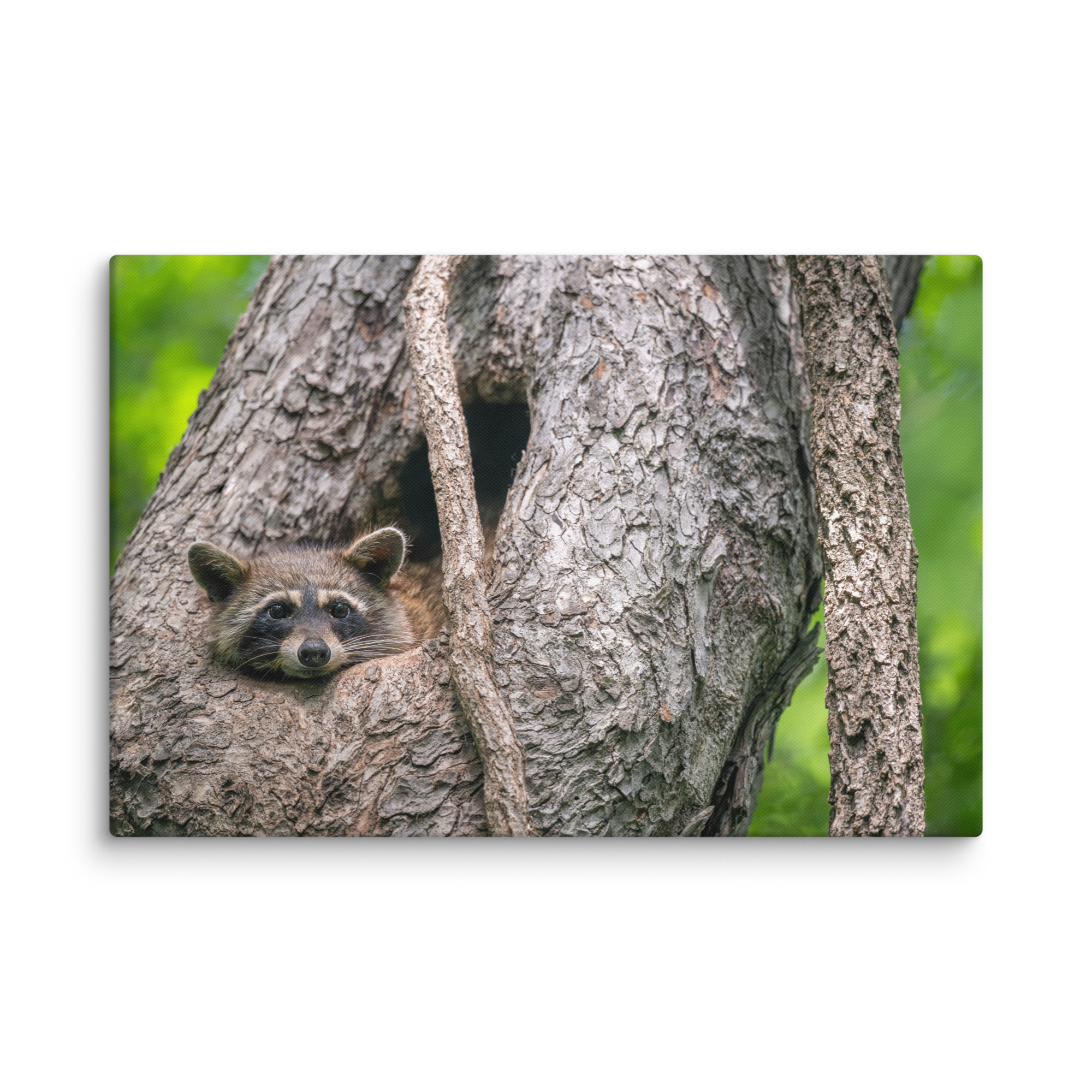 Curious Mama Racoon guarding its den! Canvas - Image 12
