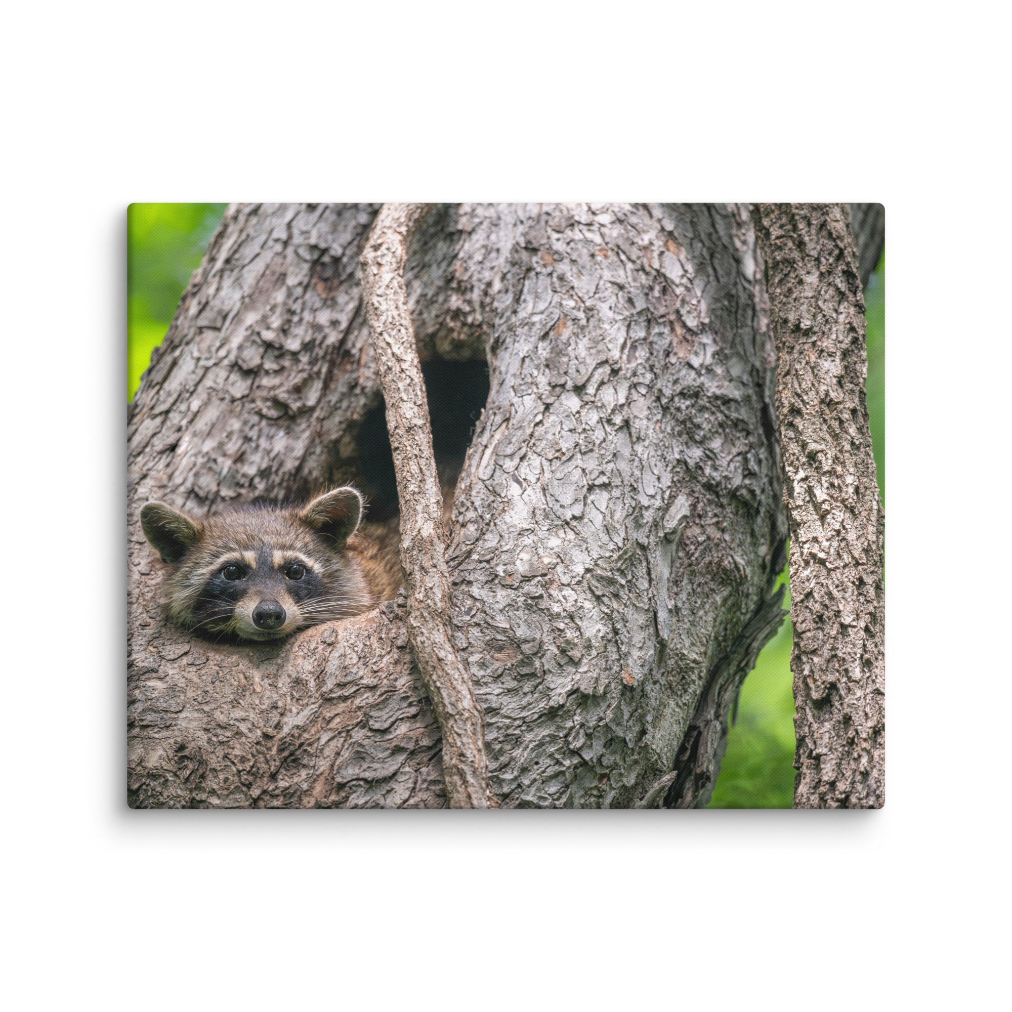 Curious Mama Racoon guarding its den! Canvas - Image 14