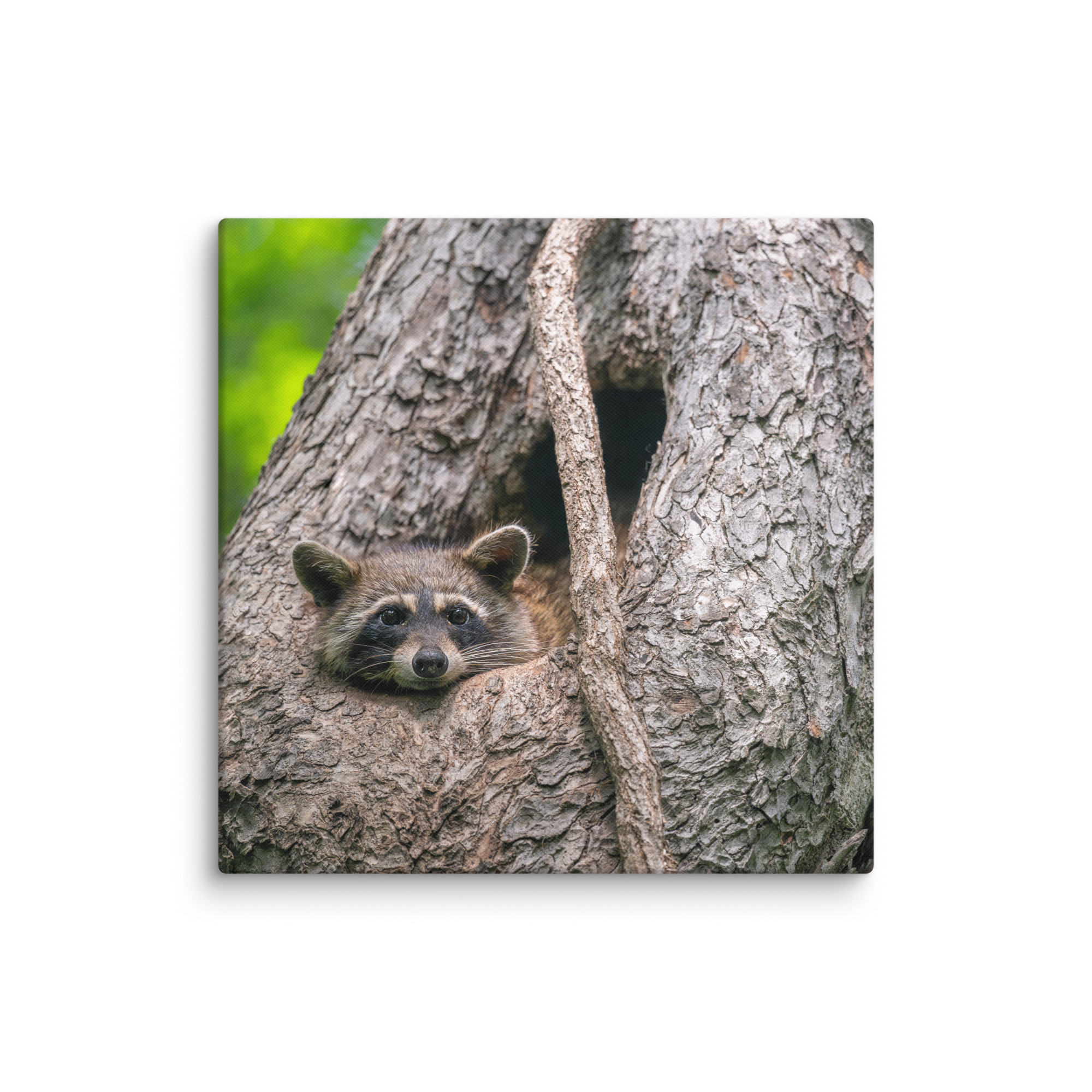 Curious Mama Racoon guarding its den! Canvas - Image 15