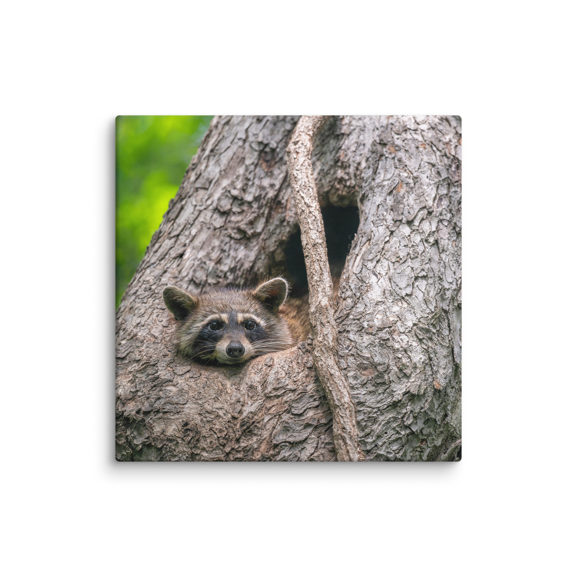 Curious Mama Racoon guarding its den! Canvas - Image 16