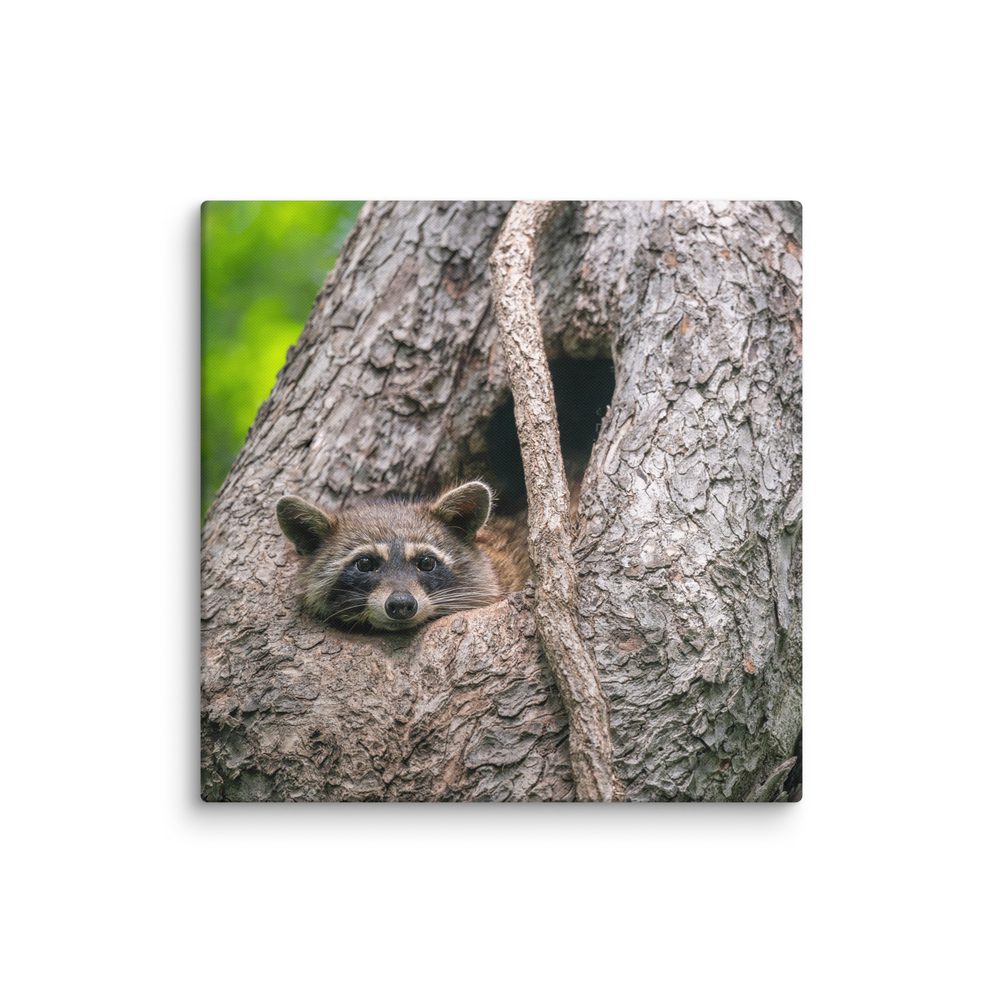 Curious Mama Racoon guarding its den! Canvas - Image 17
