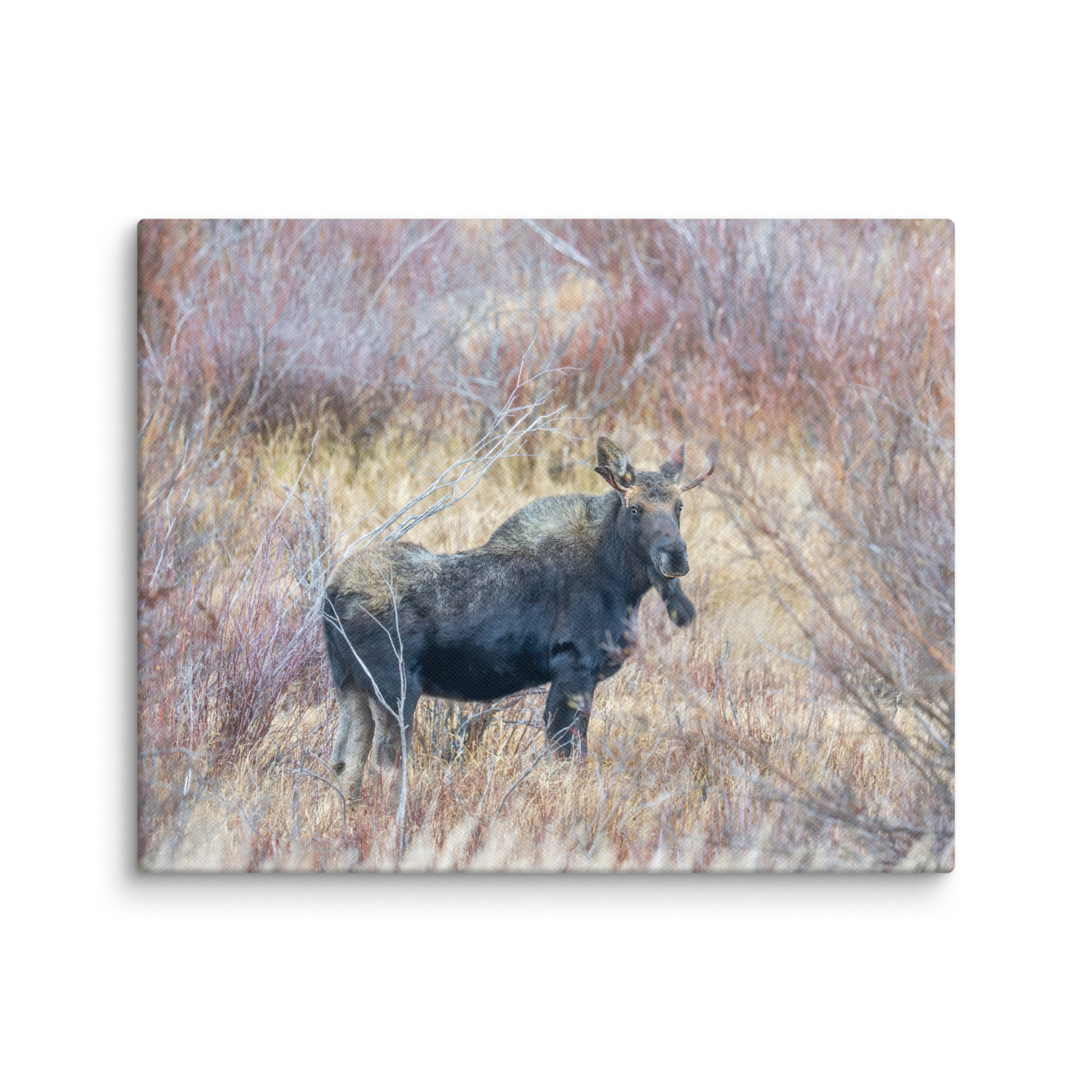 Moose Amidst Autumn Shrubs! Canvas - Image 11