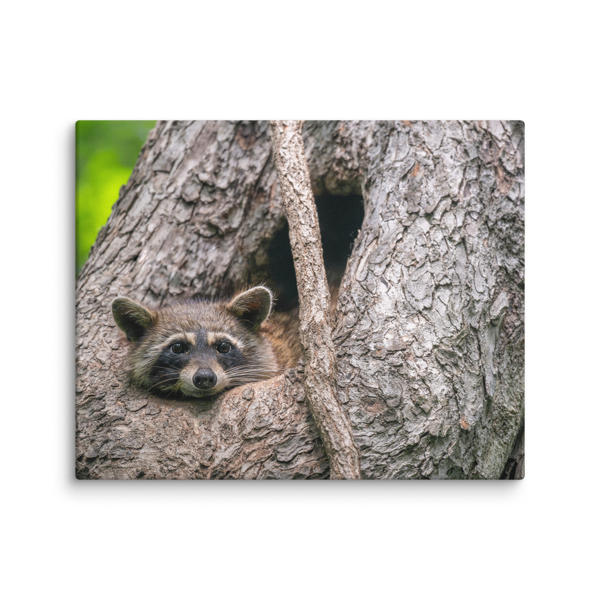 Curious Mama Racoon guarding its den! Canvas - Image 18