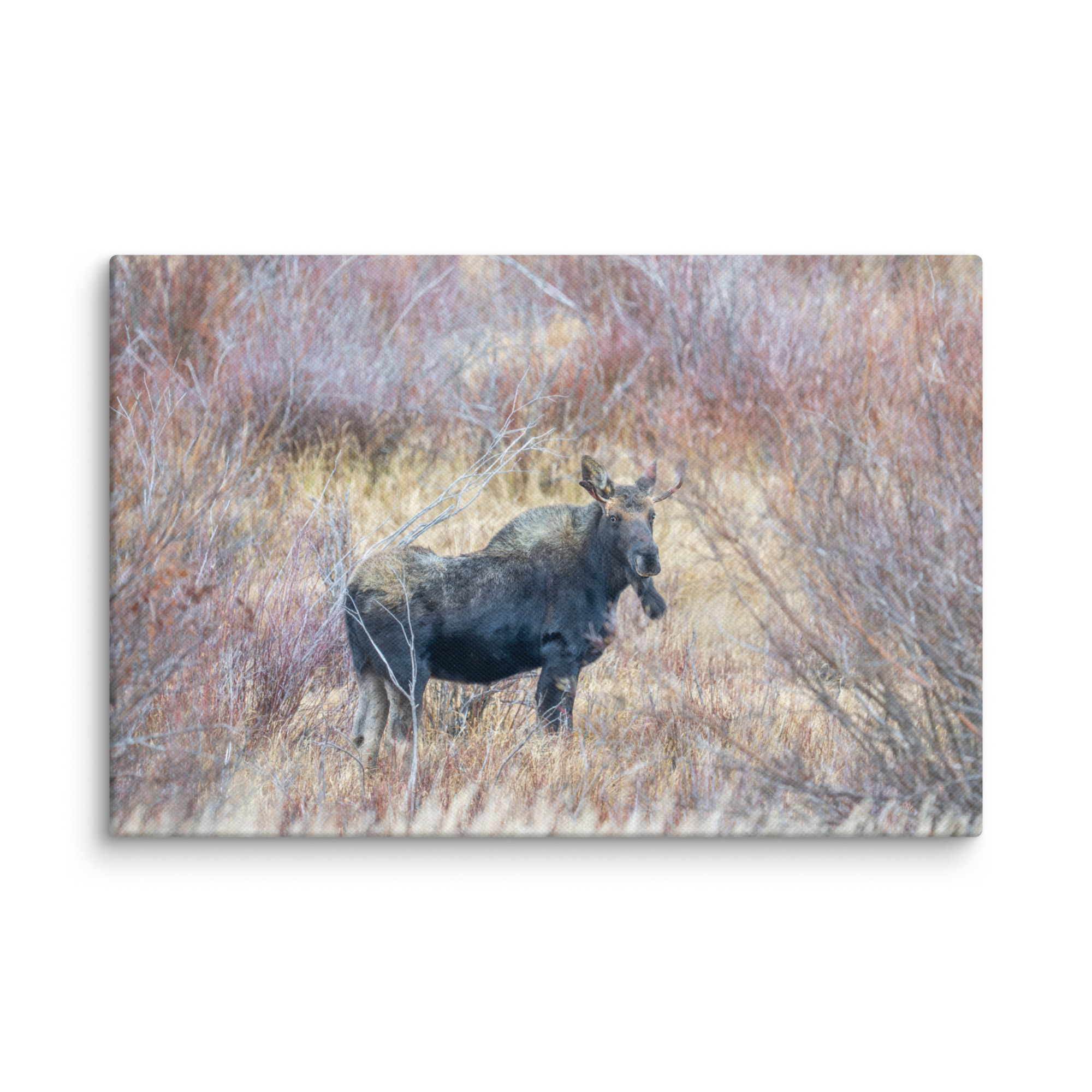 Moose Amidst Autumn Shrubs! Canvas - Image 12