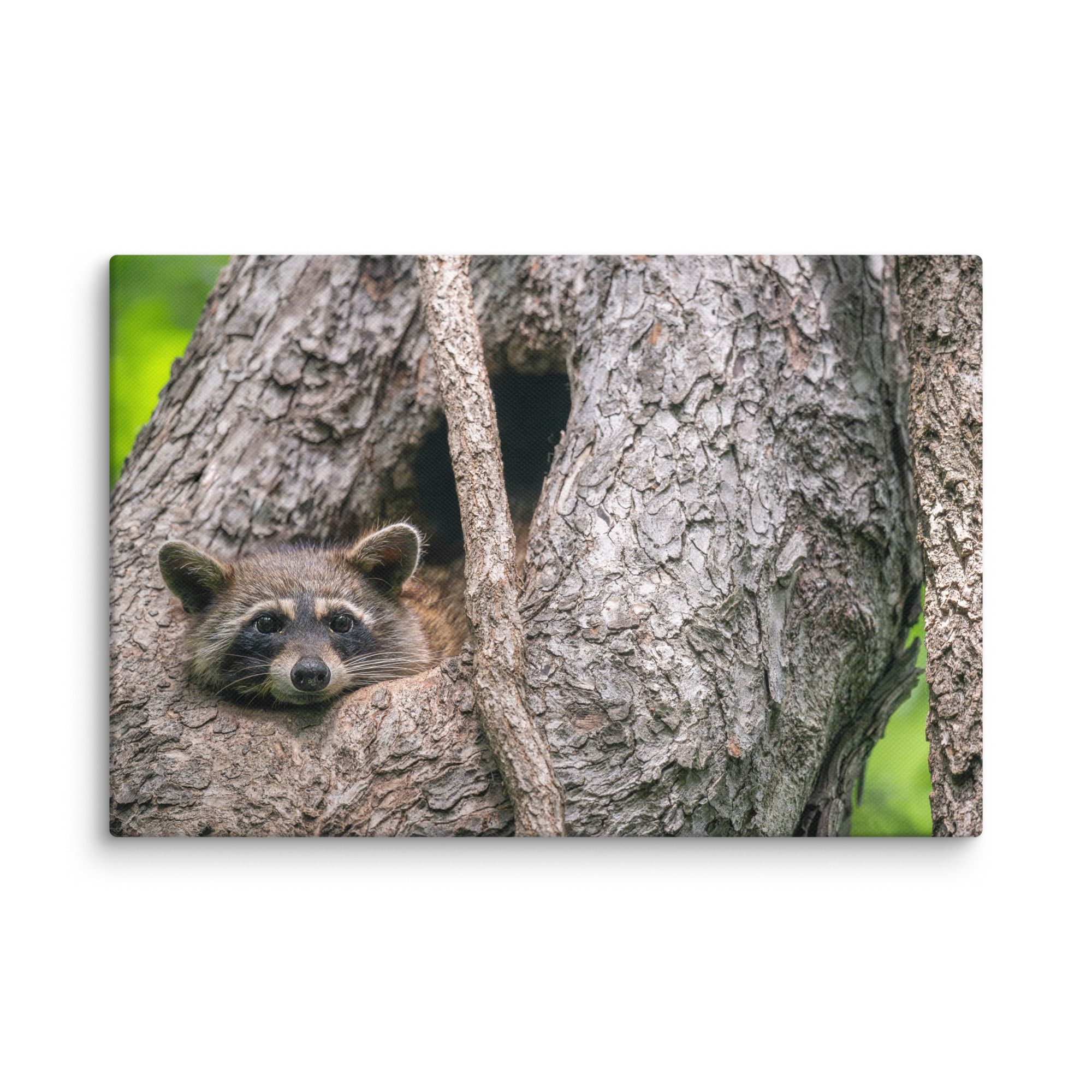 Curious Mama Racoon guarding its den! Canvas - Image 19