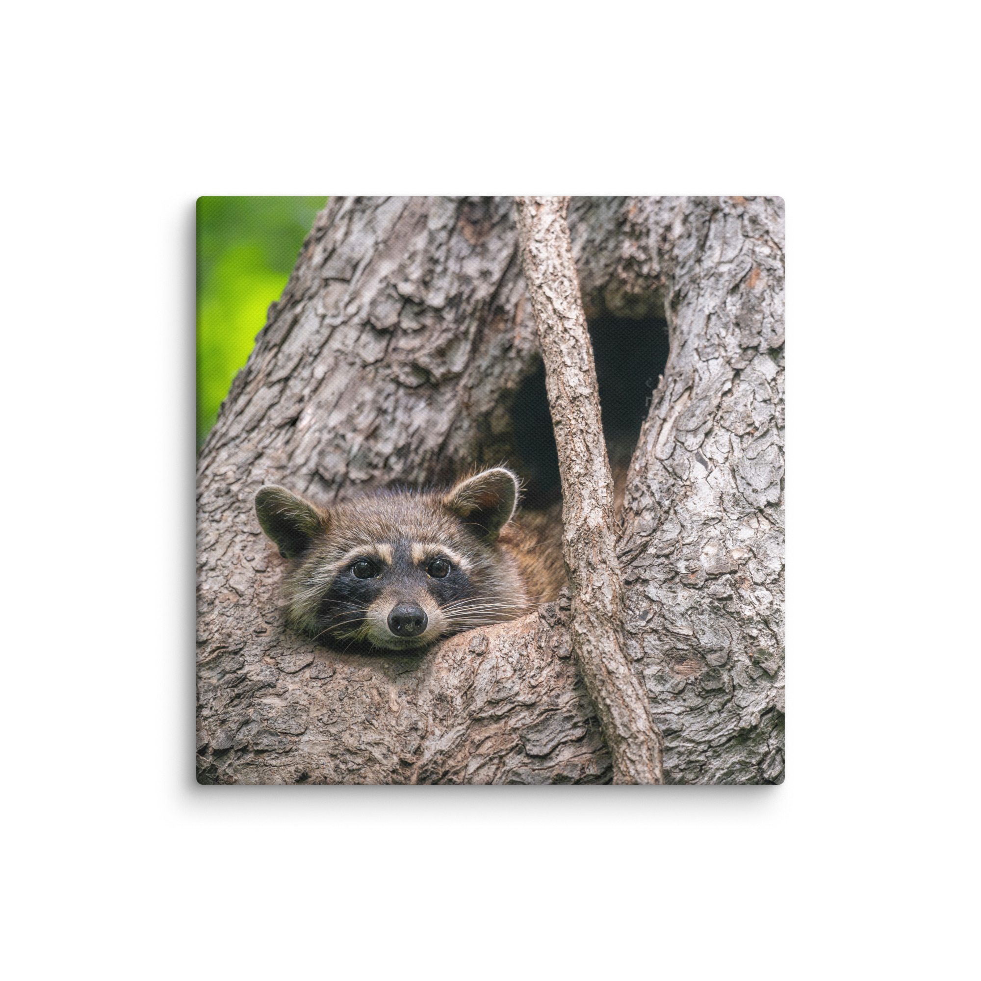 Curious Mama Racoon guarding its den! Canvas - Image 20