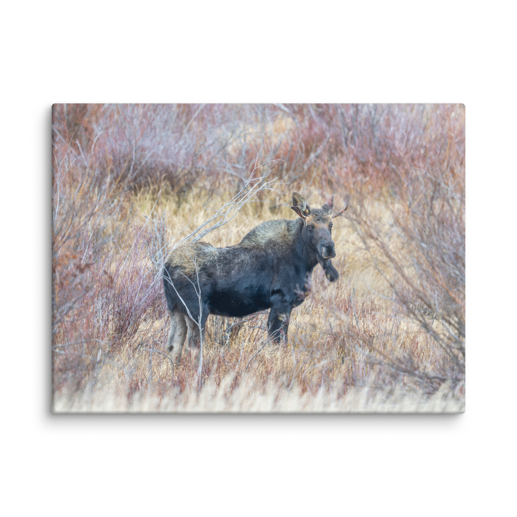 Moose Amidst Autumn Shrubs! Canvas - Image 13