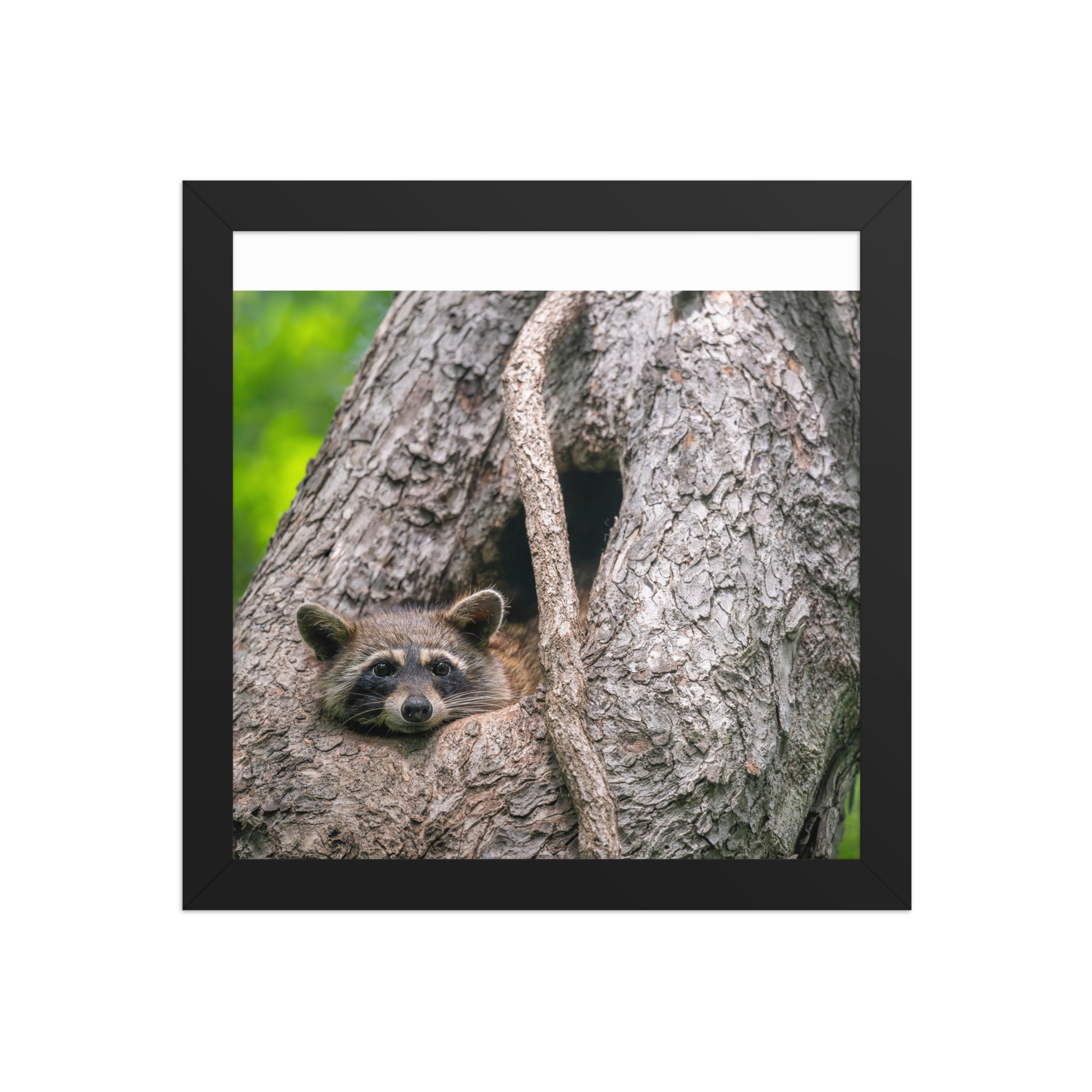 Curious Mama Racoon guarding its den! Framed poster - Image 3