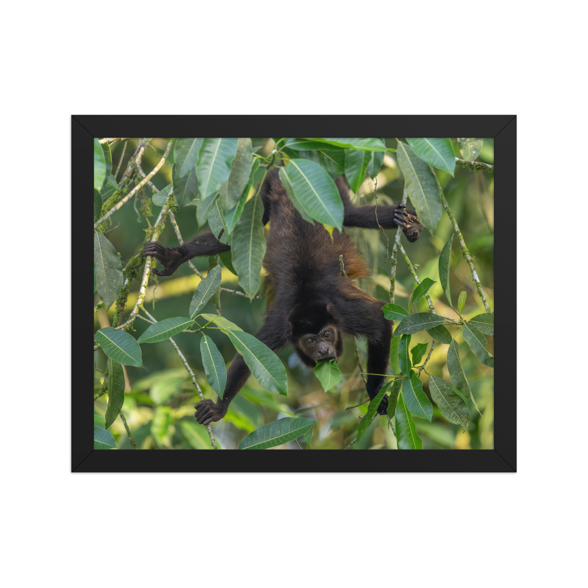 Howler monkey! Framed poster - Image 2