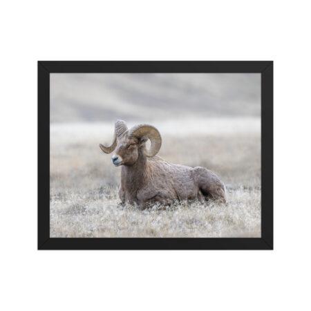 Relaxing Ram Big Horn Sheep! Framed poster