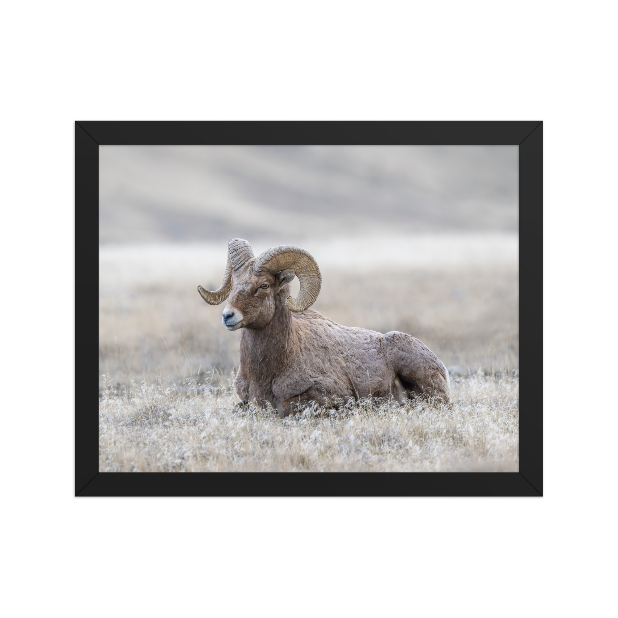 Relaxing Ram Big Horn Sheep! Framed poster
