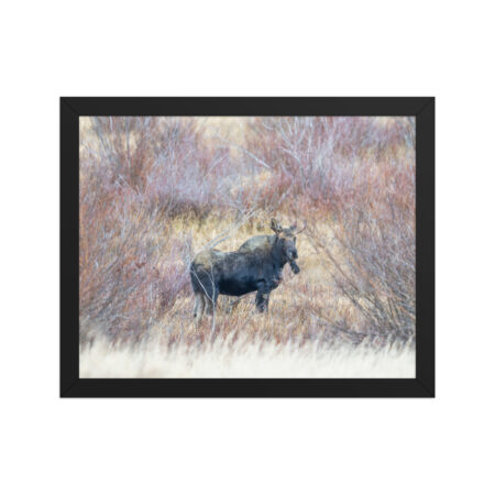 Moose Amidst Autumn Shrubs! Framed poster