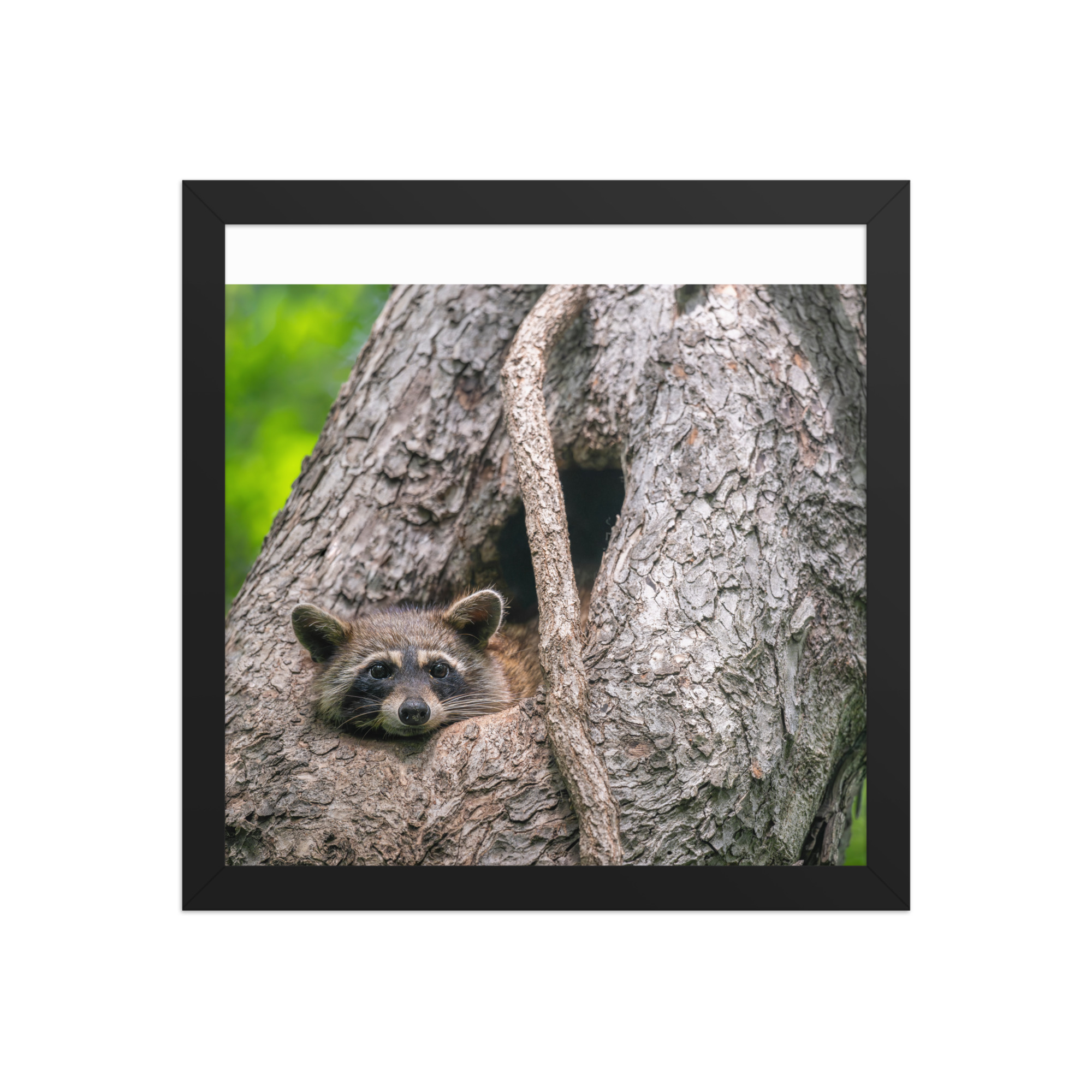 Curious Mama Racoon guarding its den! Framed poster - Image 5