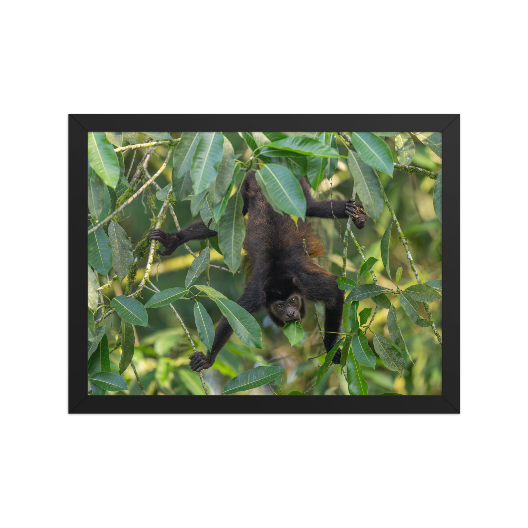 Howler monkey! Framed poster - Image 3