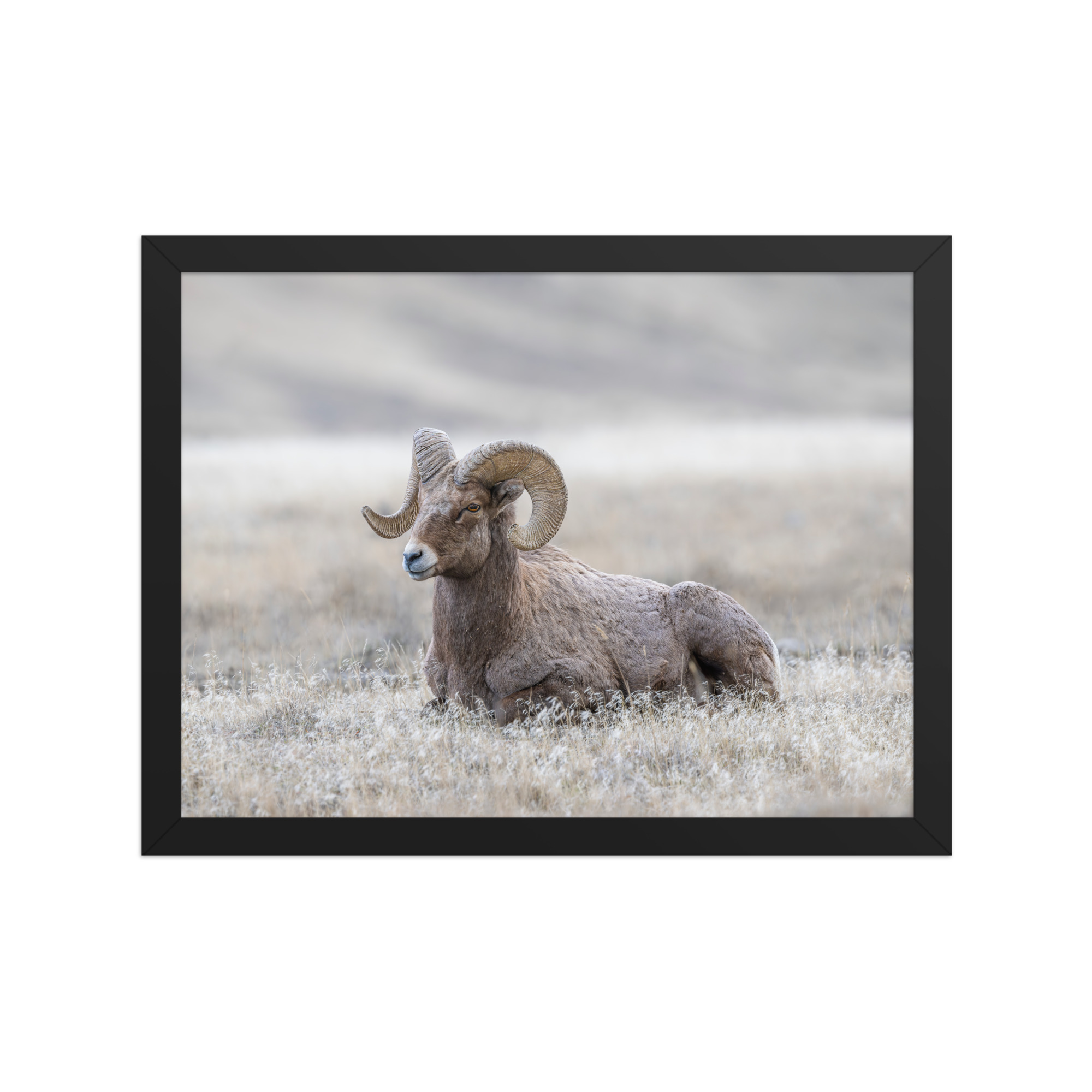 Relaxing Ram Big Horn Sheep! Framed poster - Image 2