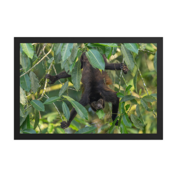 Howler monkey! Framed poster