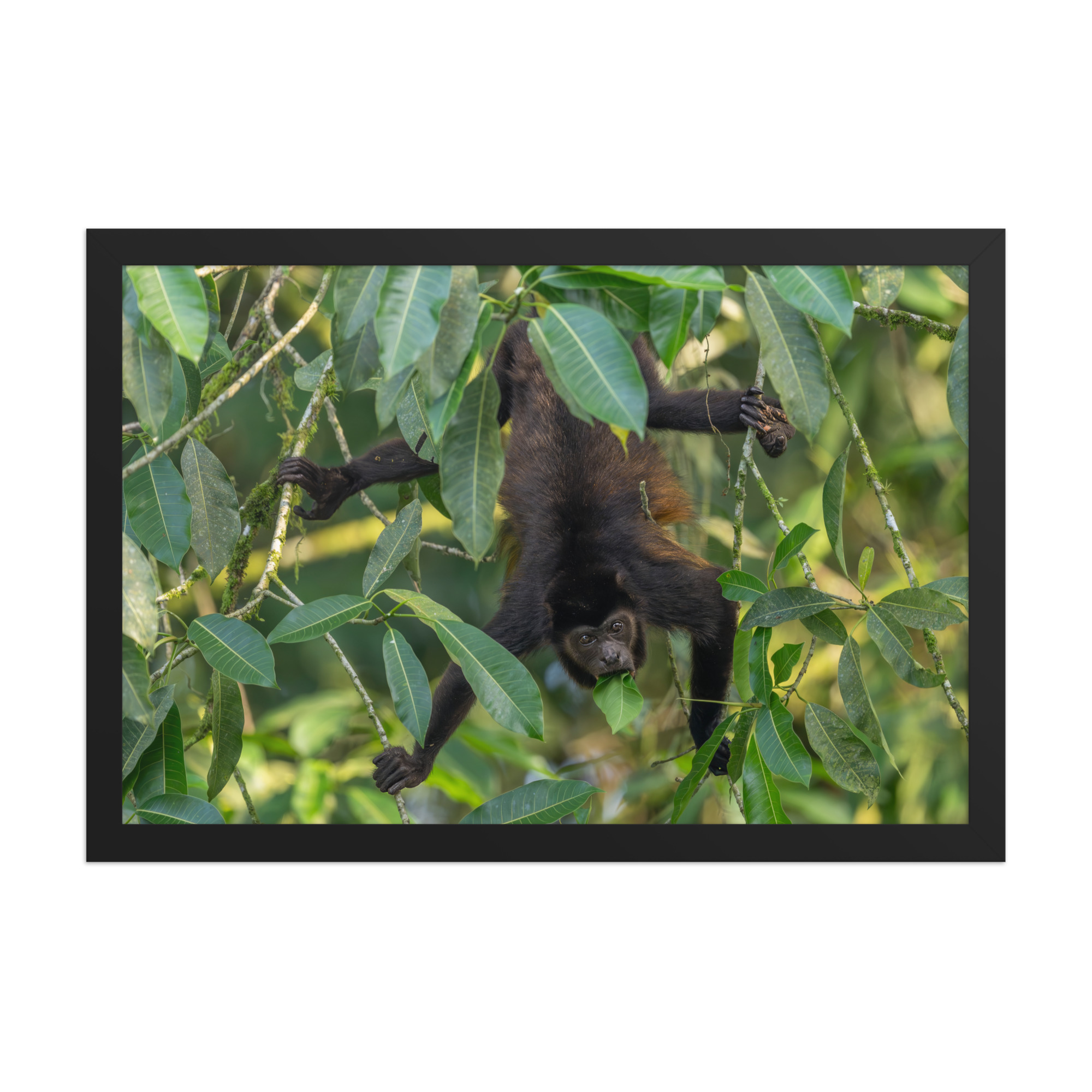 Howler monkey! Framed poster