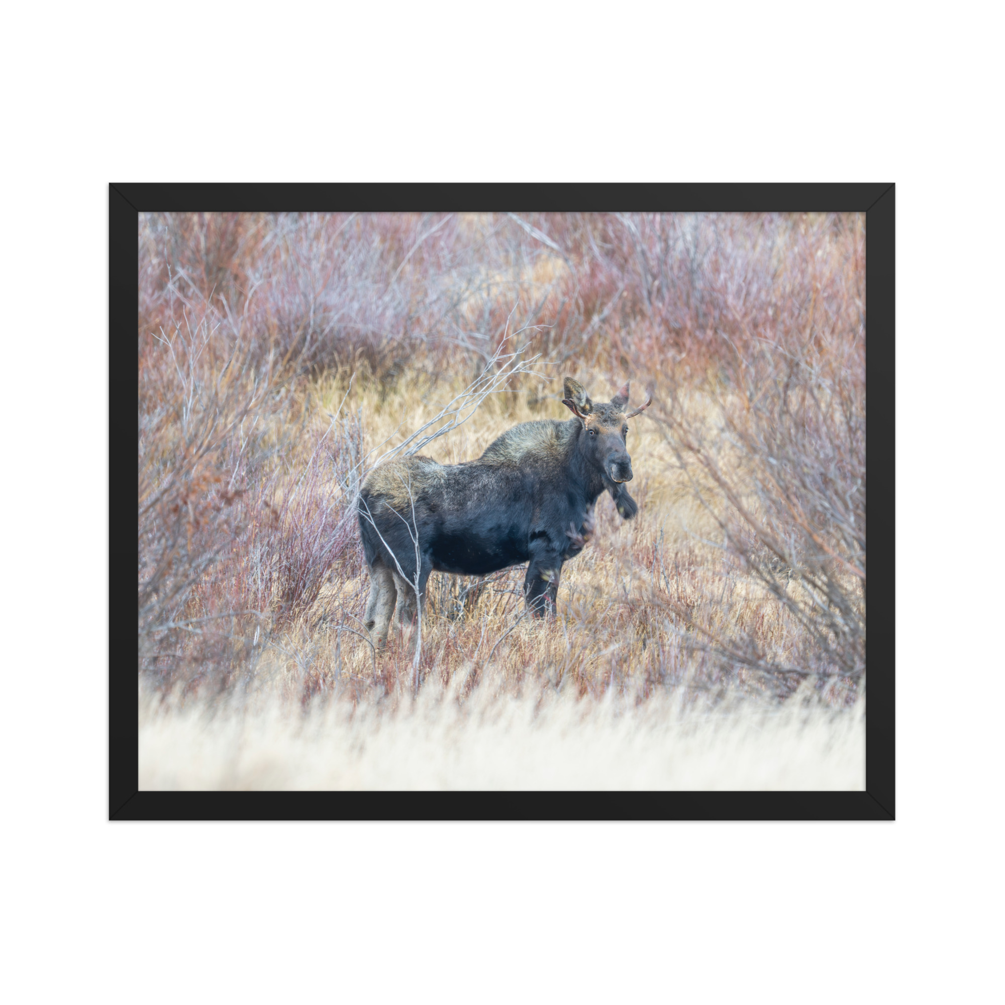 Moose Amidst Autumn Shrubs! Framed poster - Image 5