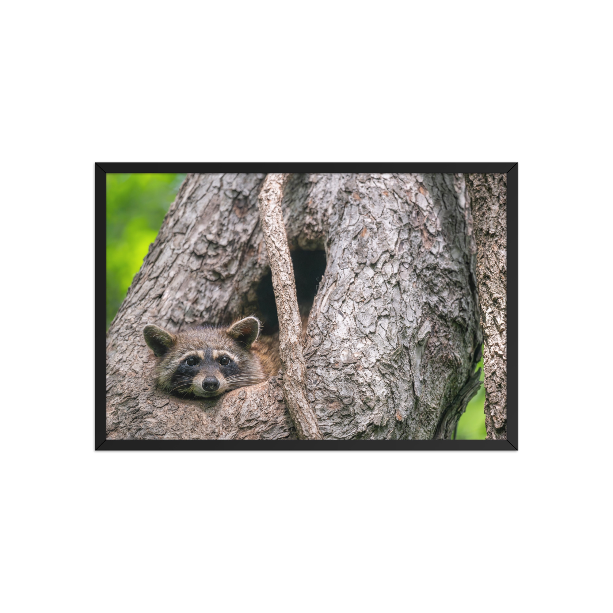 Curious Mama Racoon guarding its den! Framed poster