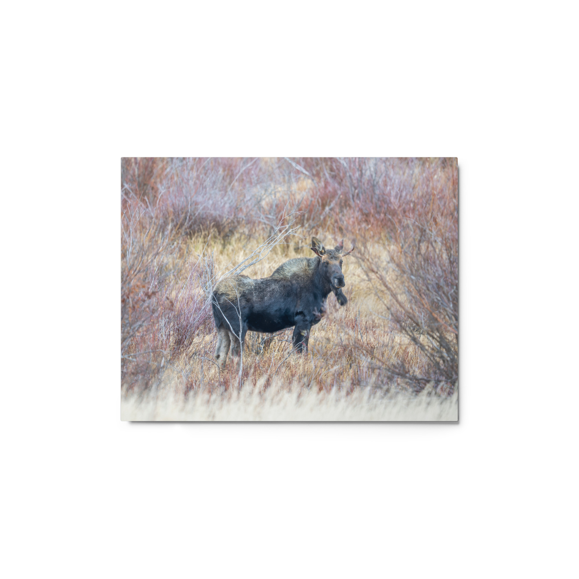 Moose Amidst Autumn Shrubs! Metal prints - Image 3