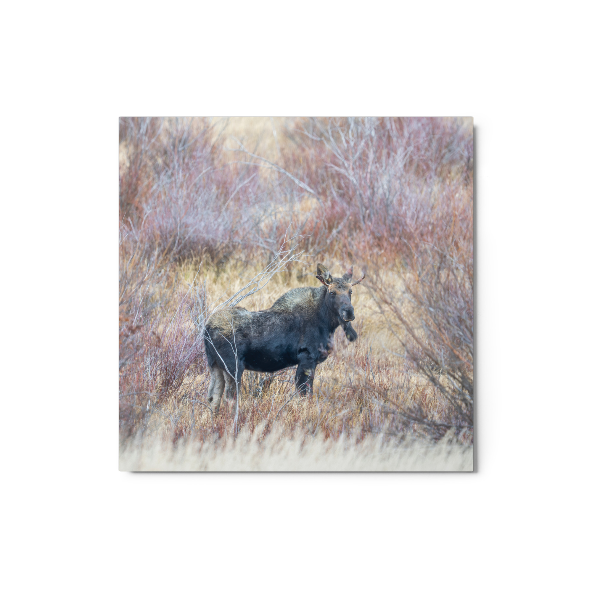 Moose Amidst Autumn Shrubs! Metal prints - Image 4
