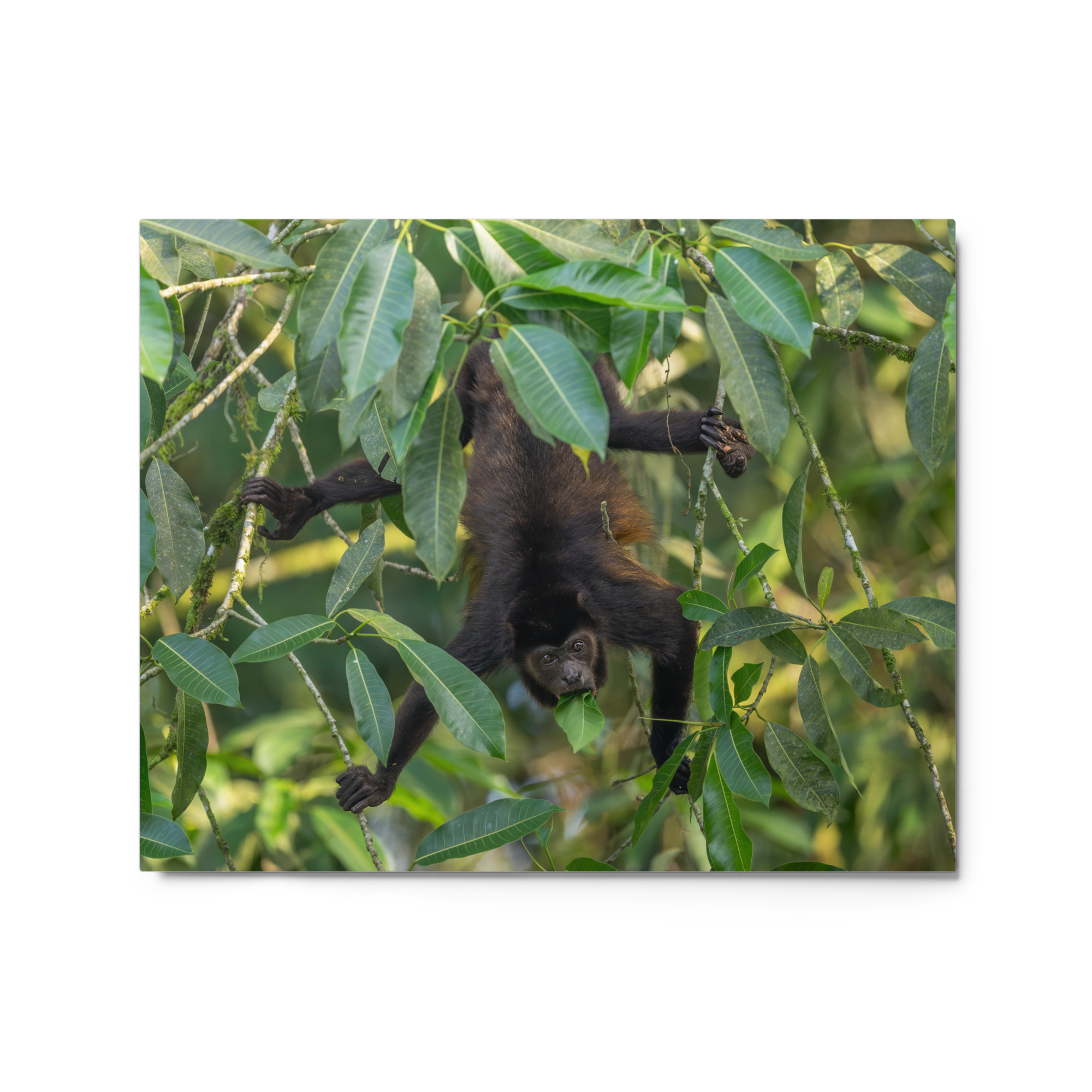 Howler monkey! Metal prints