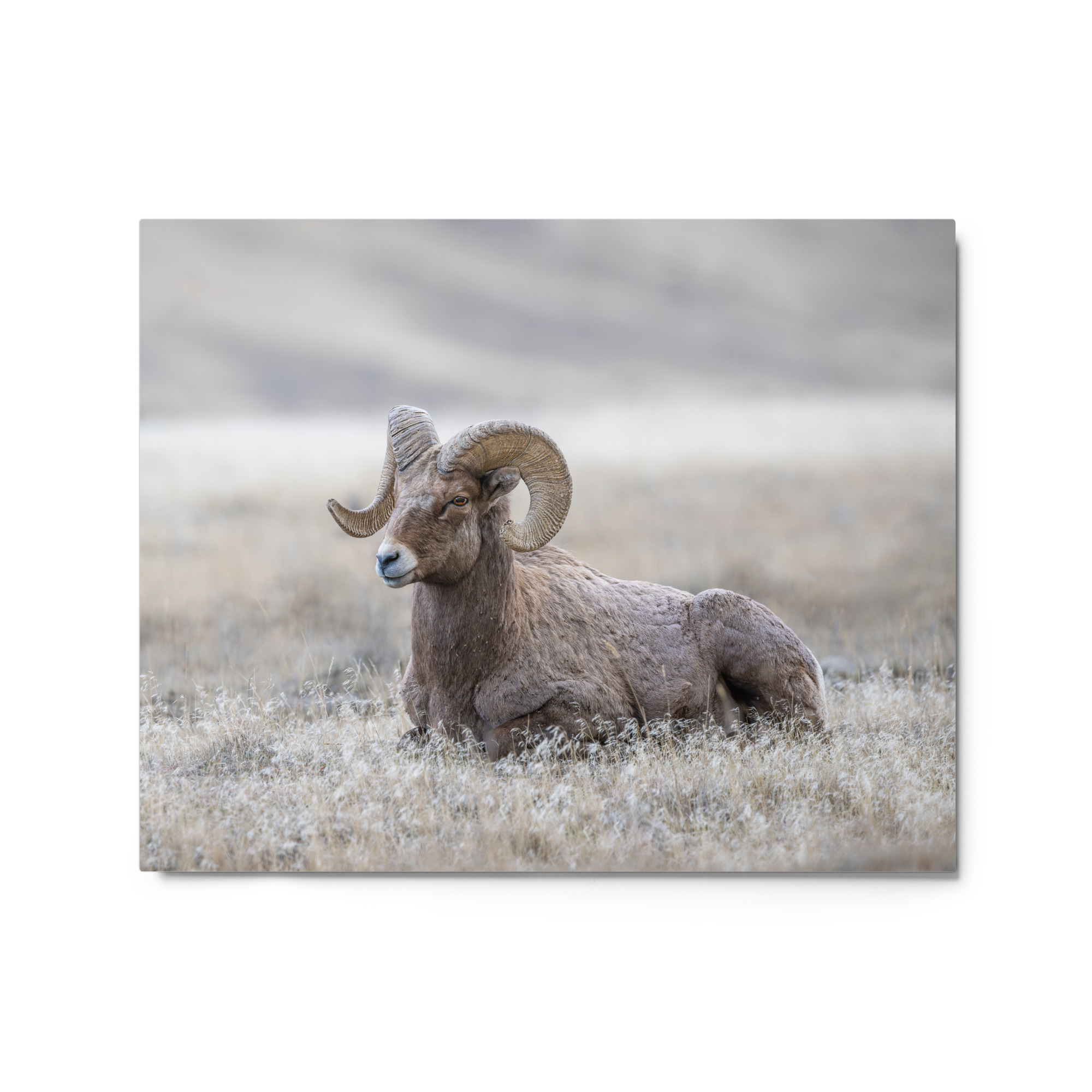 Relaxing Ram Big Horn Sheep! Metal prints - Image 2