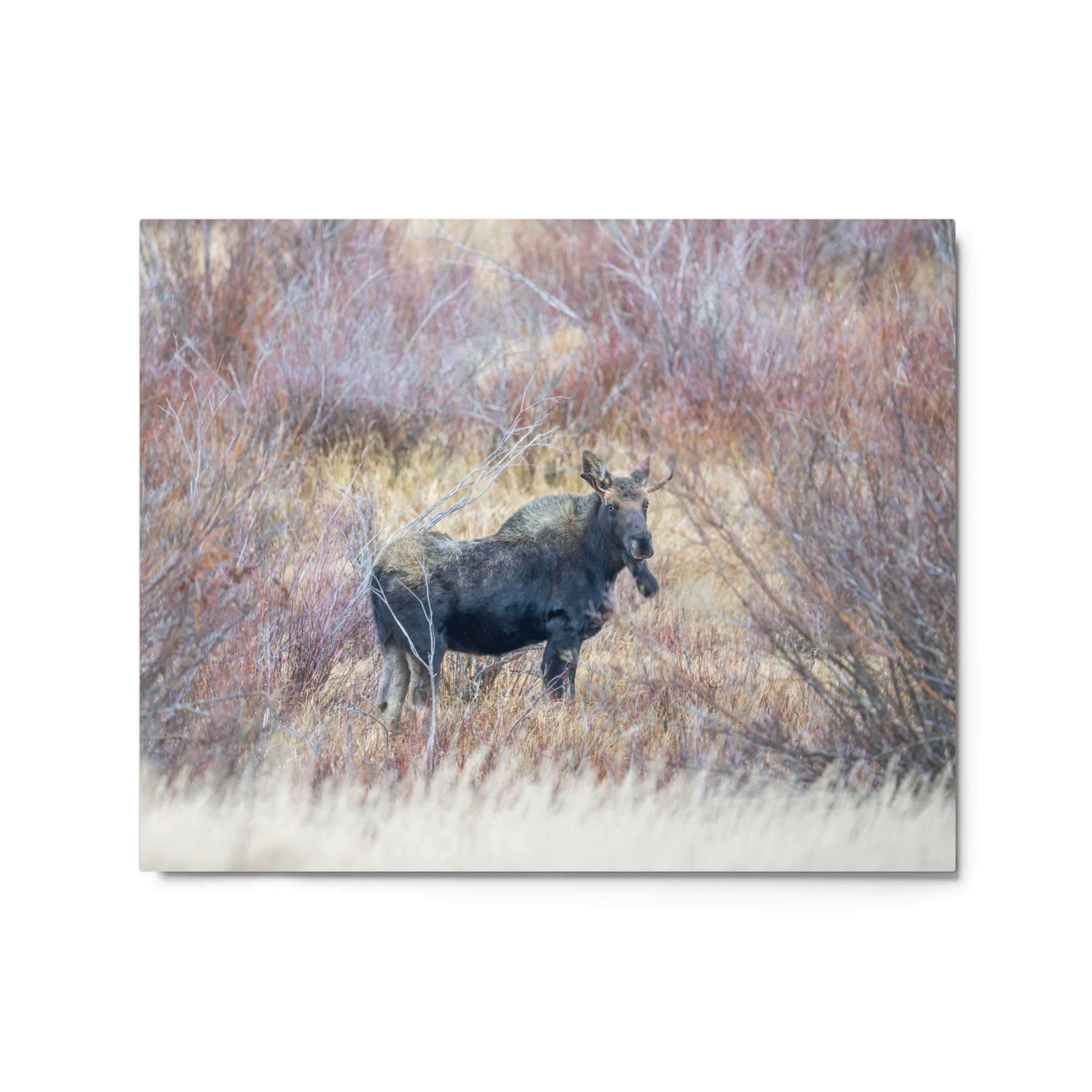 Moose Amidst Autumn Shrubs! Metal prints - Image 5