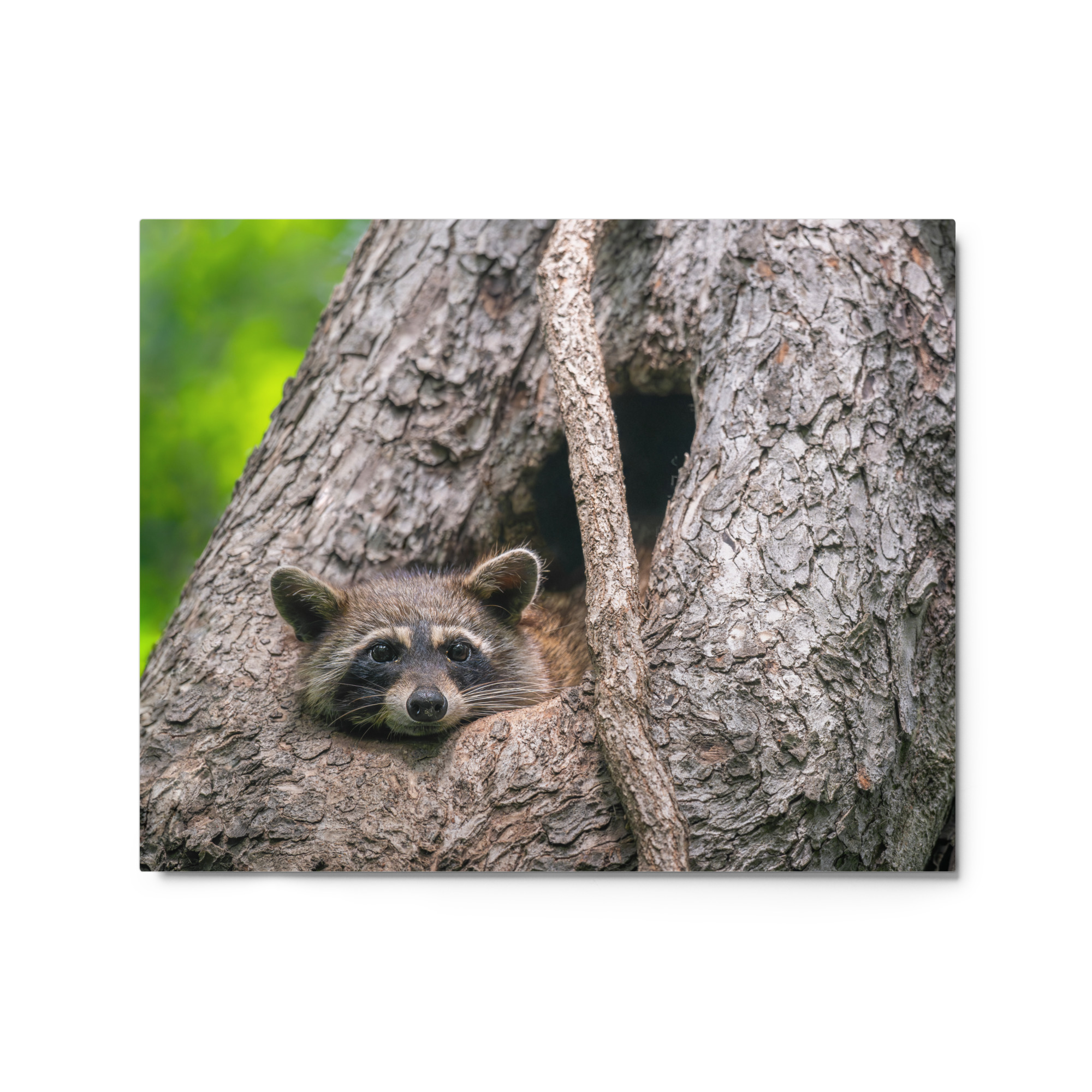 Curious Mama Racoon guarding its den! Metal prints - Image 5