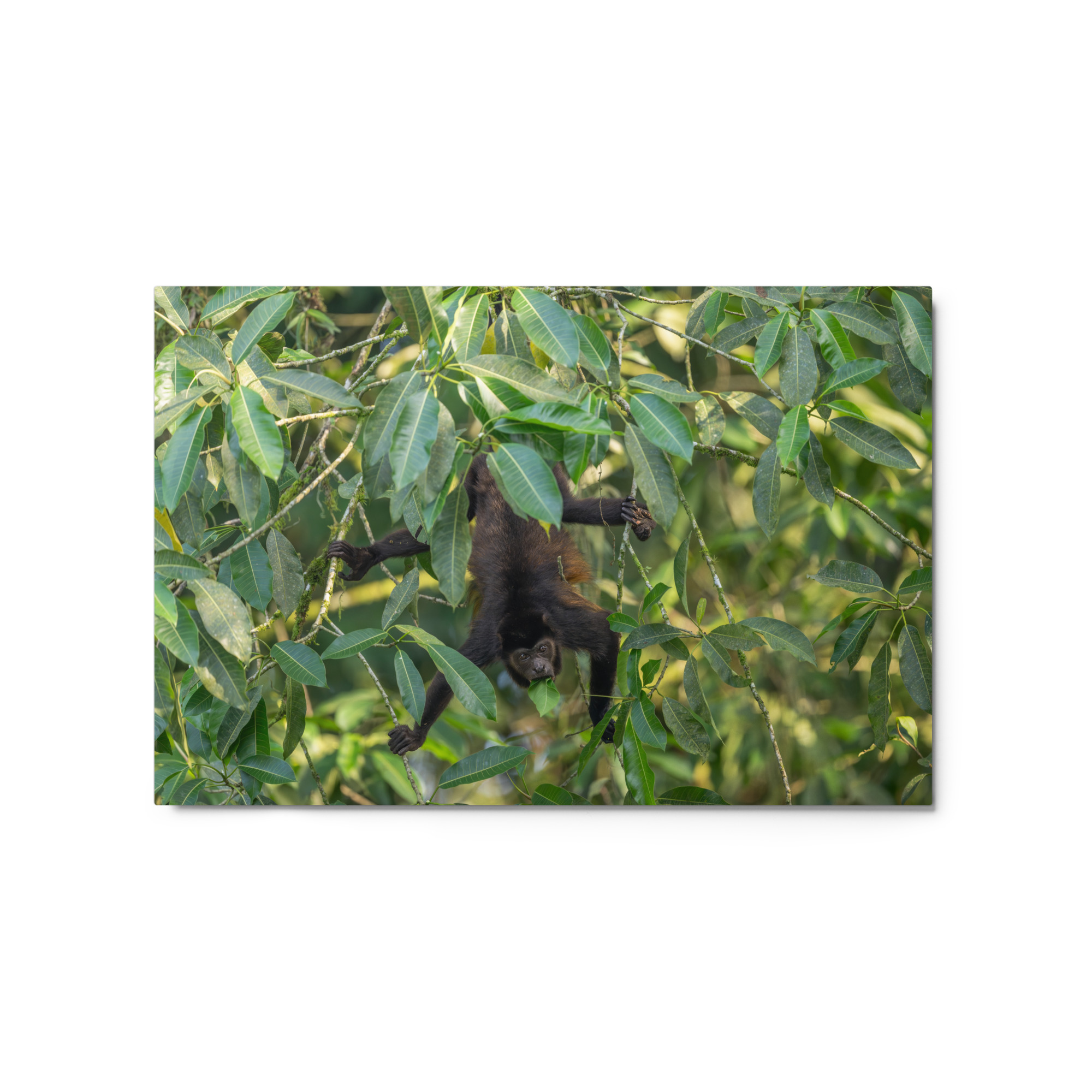 Howler monkey! Metal prints - Image 2