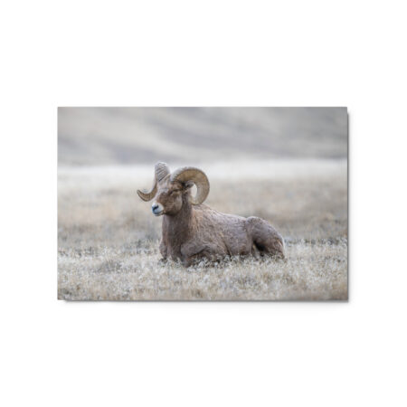 Relaxing Ram Big Horn Sheep! Metal prints
