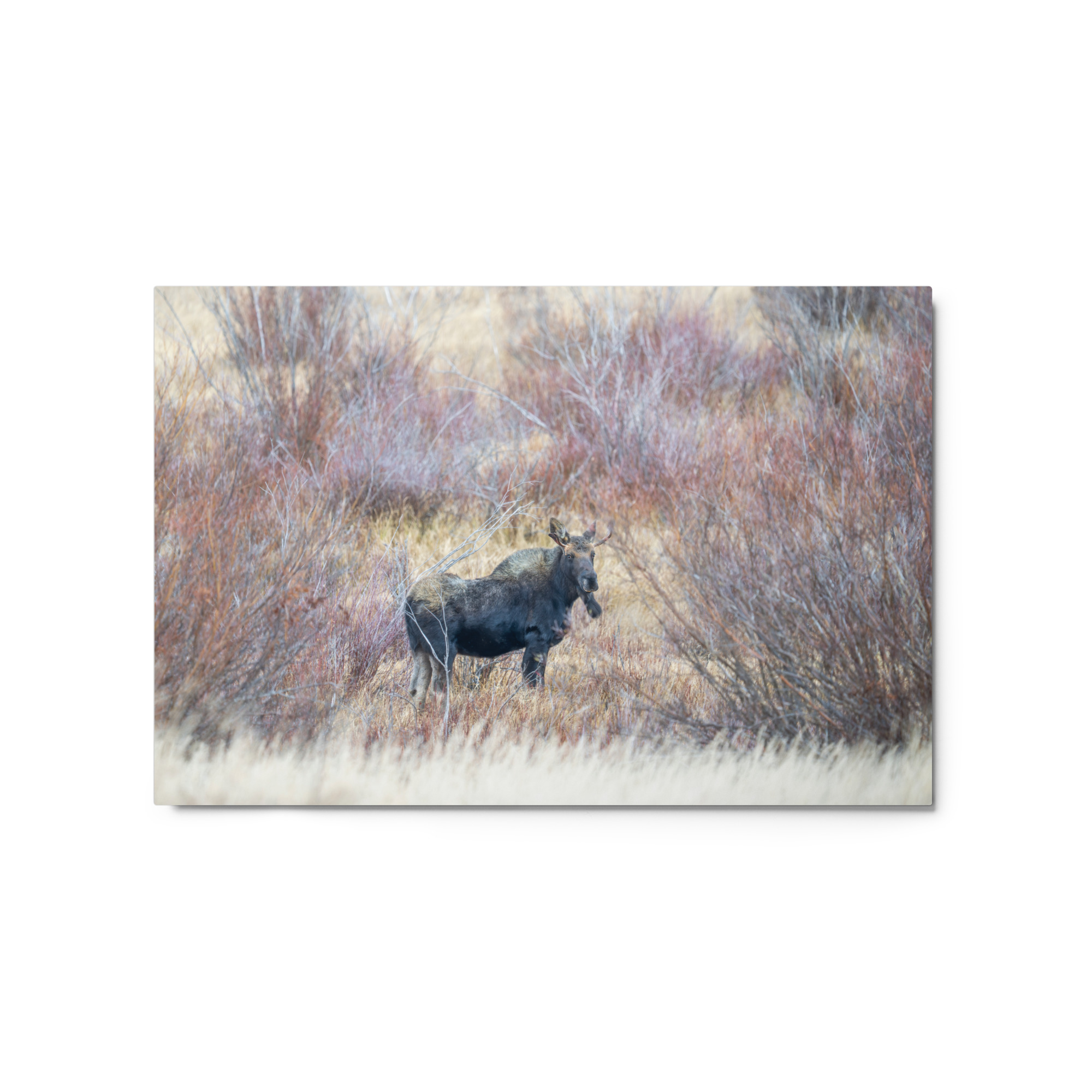 Moose Amidst Autumn Shrubs! Metal prints