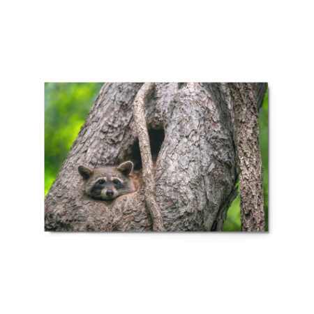 Curious Mama Racoon guarding its den! Metal prints