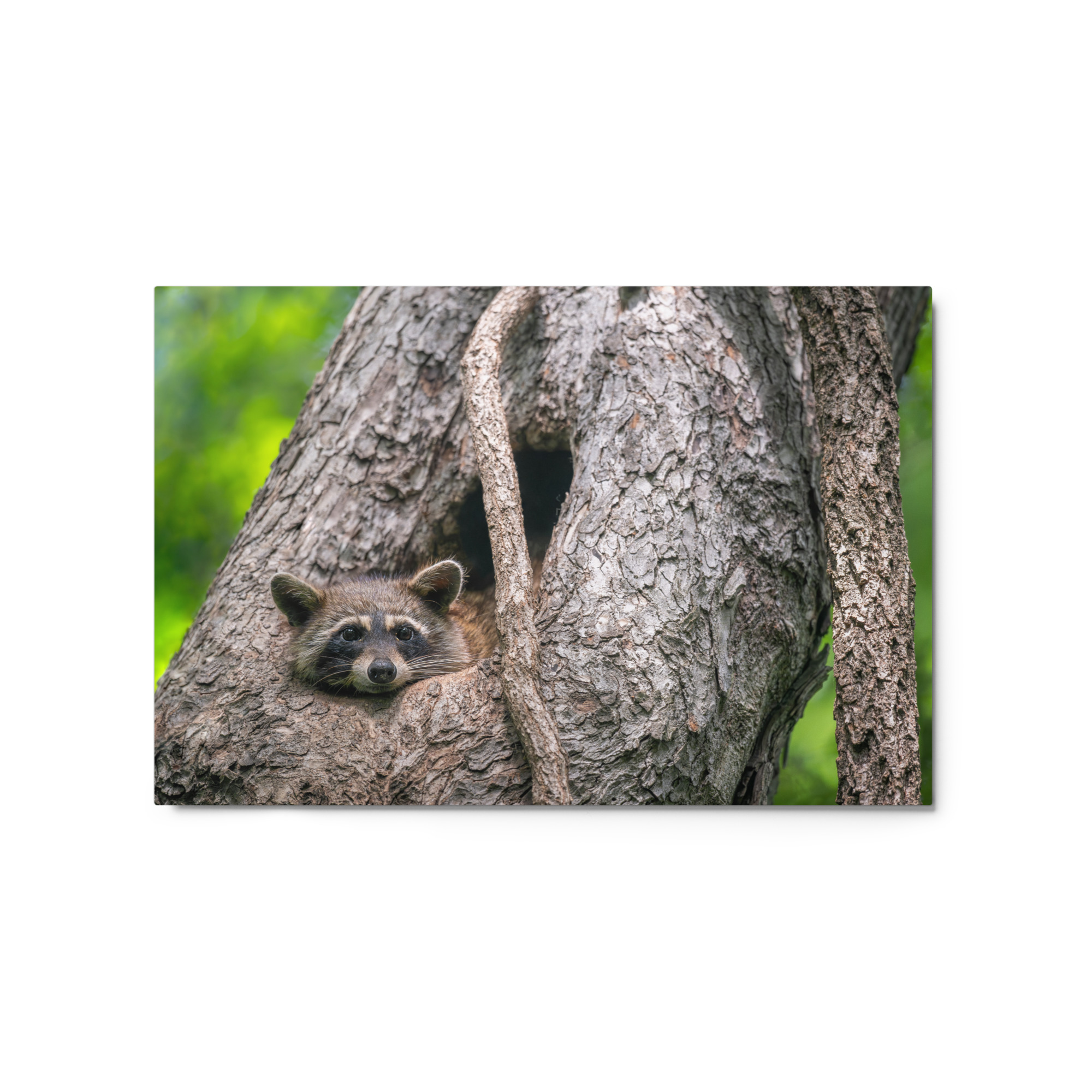 Curious Mama Racoon guarding its den! Metal prints