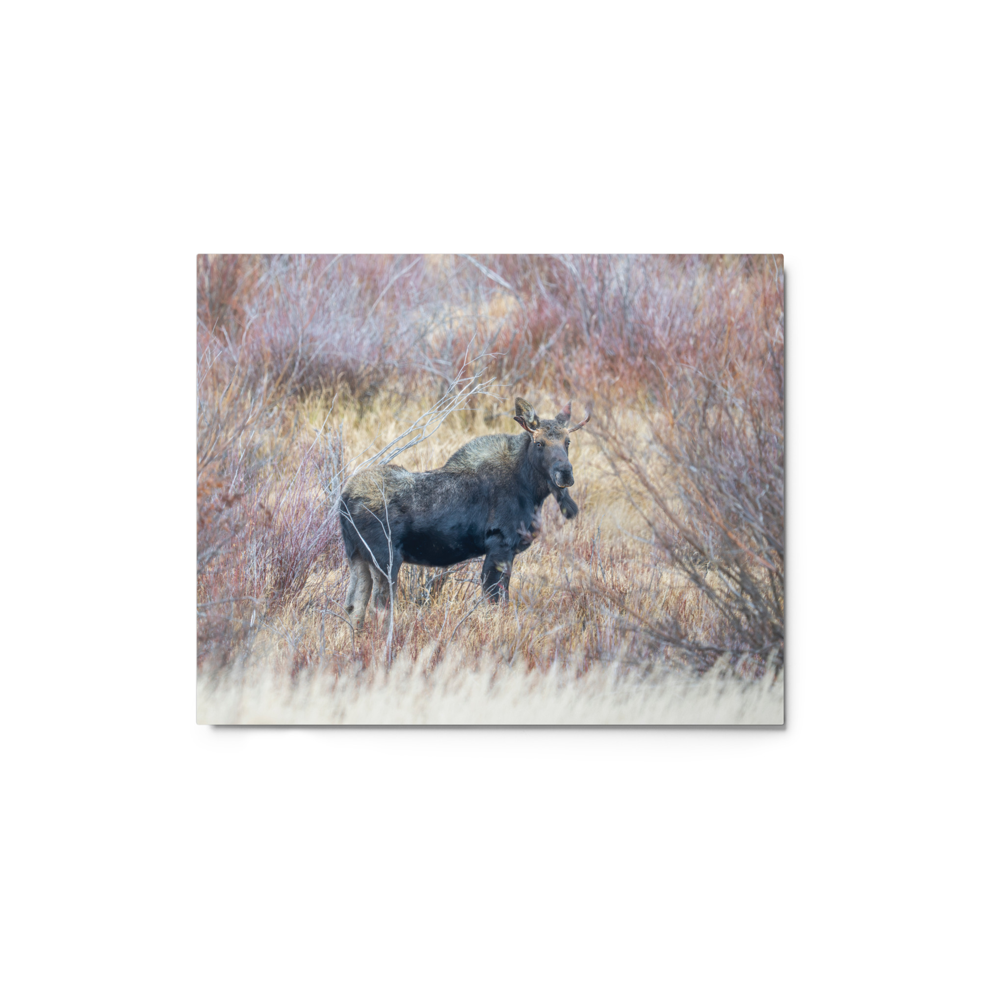 Moose Amidst Autumn Shrubs! Metal prints - Image 2